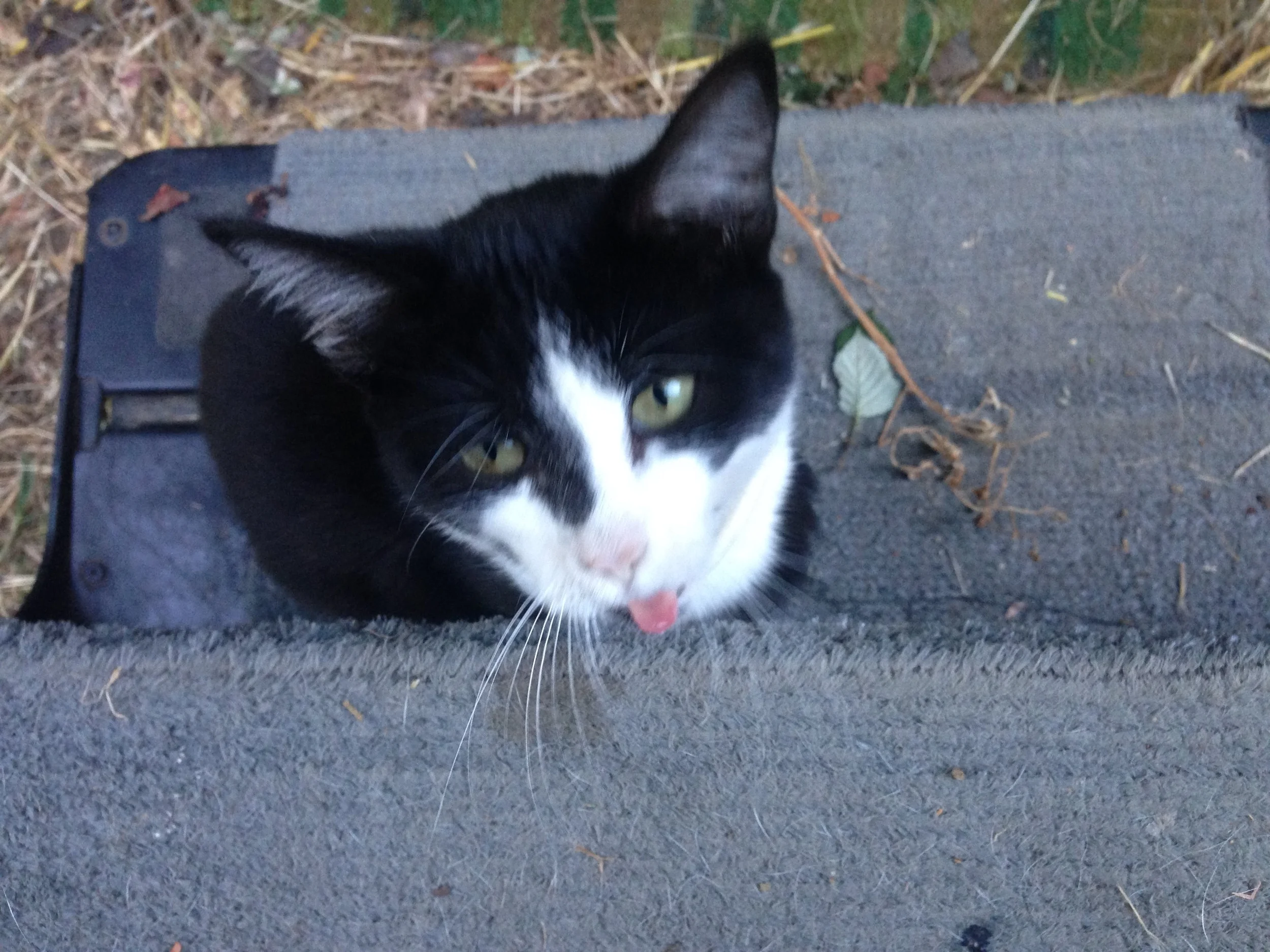 Stinky the outdoor cat took a liking to us and would hang out on the steps of the RV all the time. She does live up to her name though. always underfoot and causing problems.. But, she is so cute, and now i know why cat people post cute cat pics, it takes ten tries to get one good cat pic. But look at that tongue. Stinky!!!