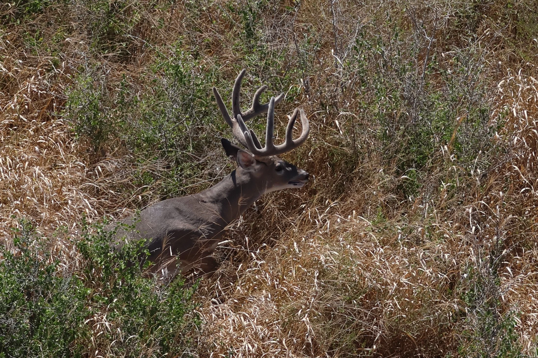 deer_26_2.JPG