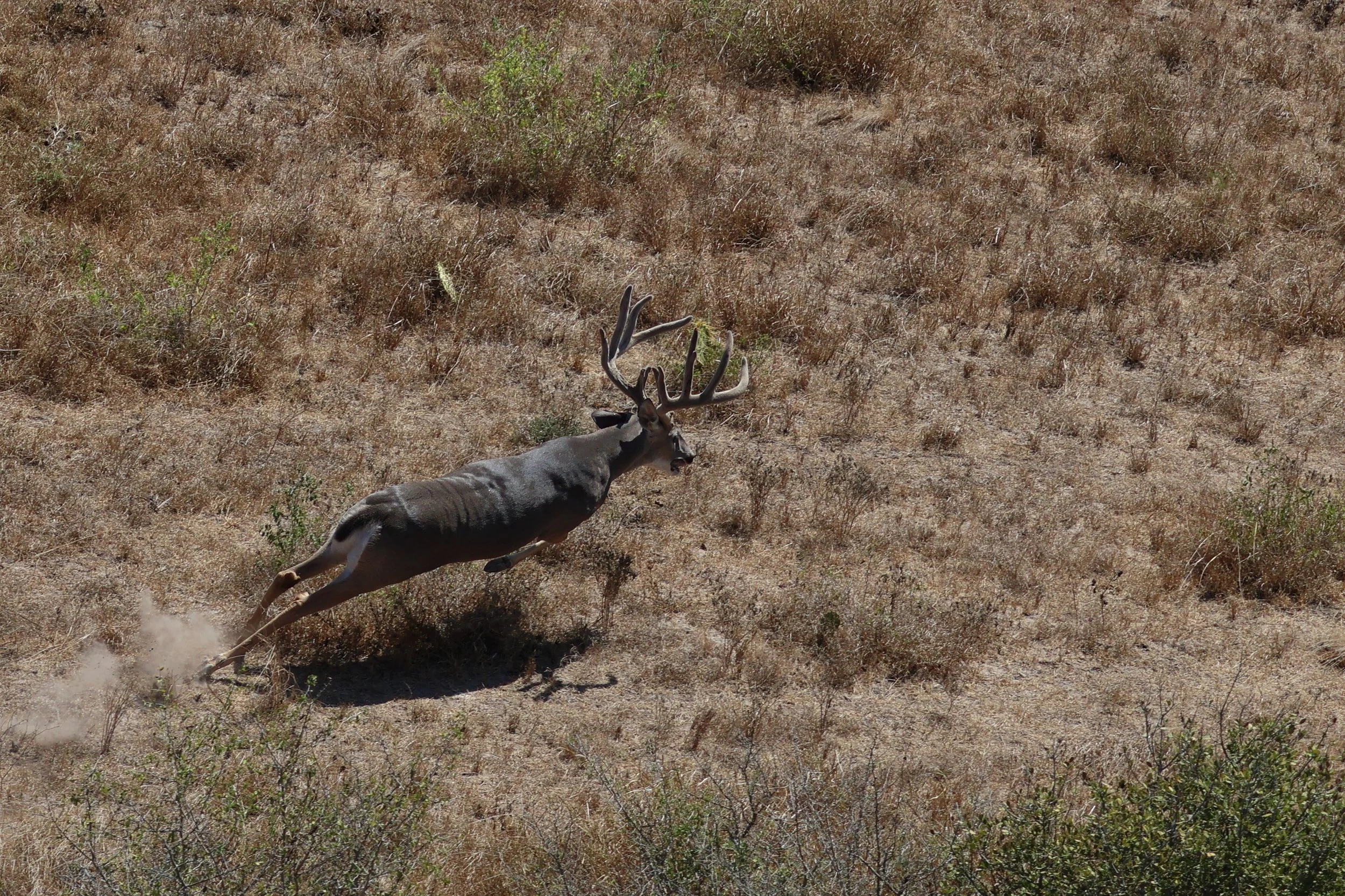 deer_24_2.JPG