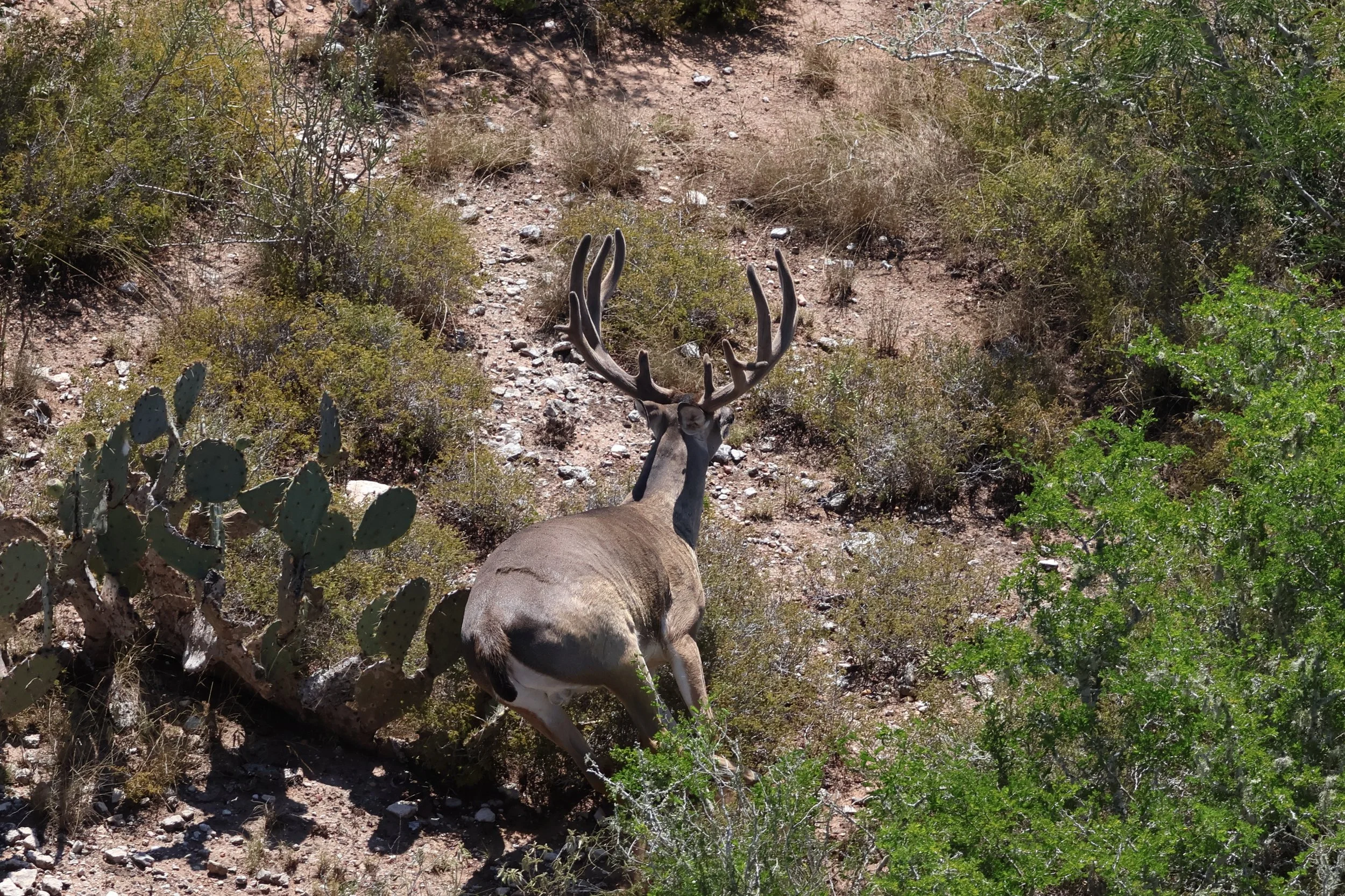 deer_22_3.JPG