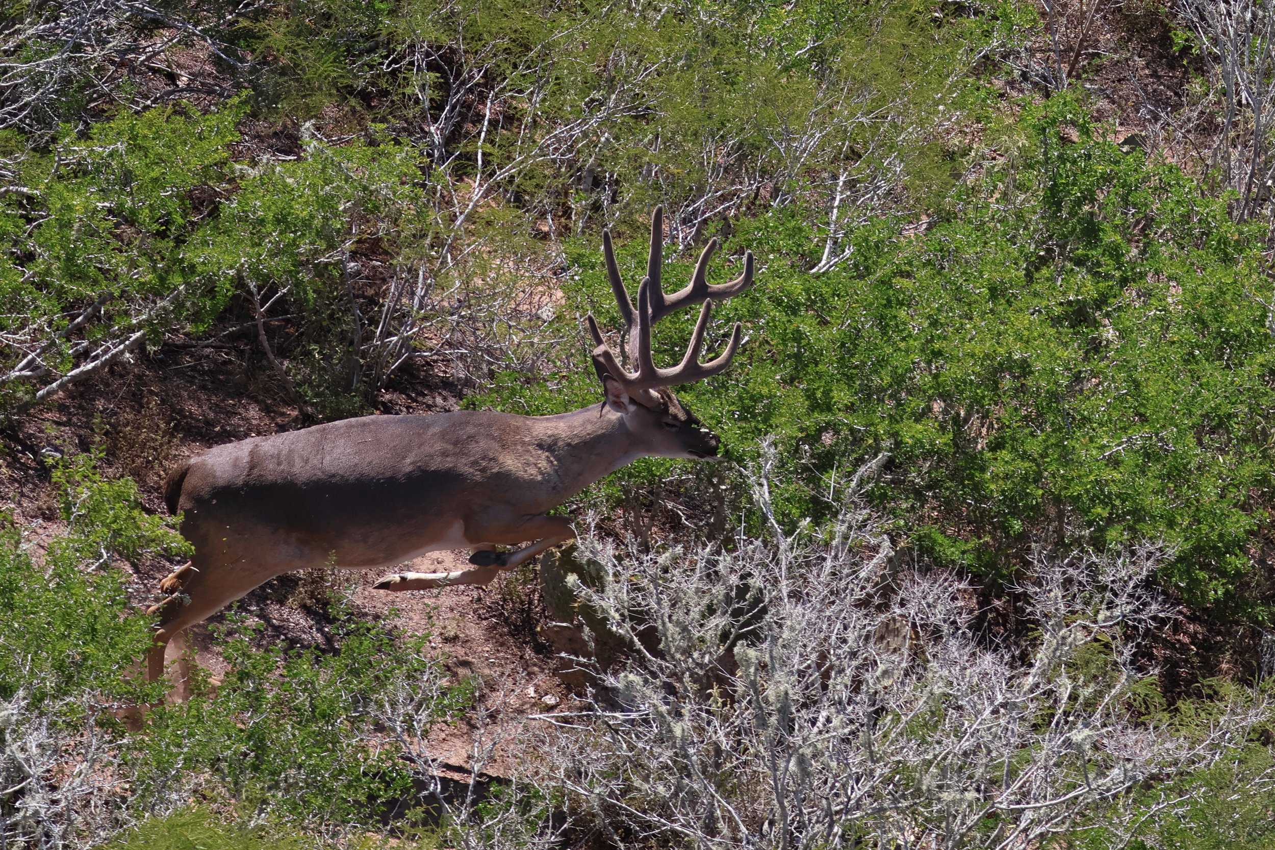 deer_26.JPG