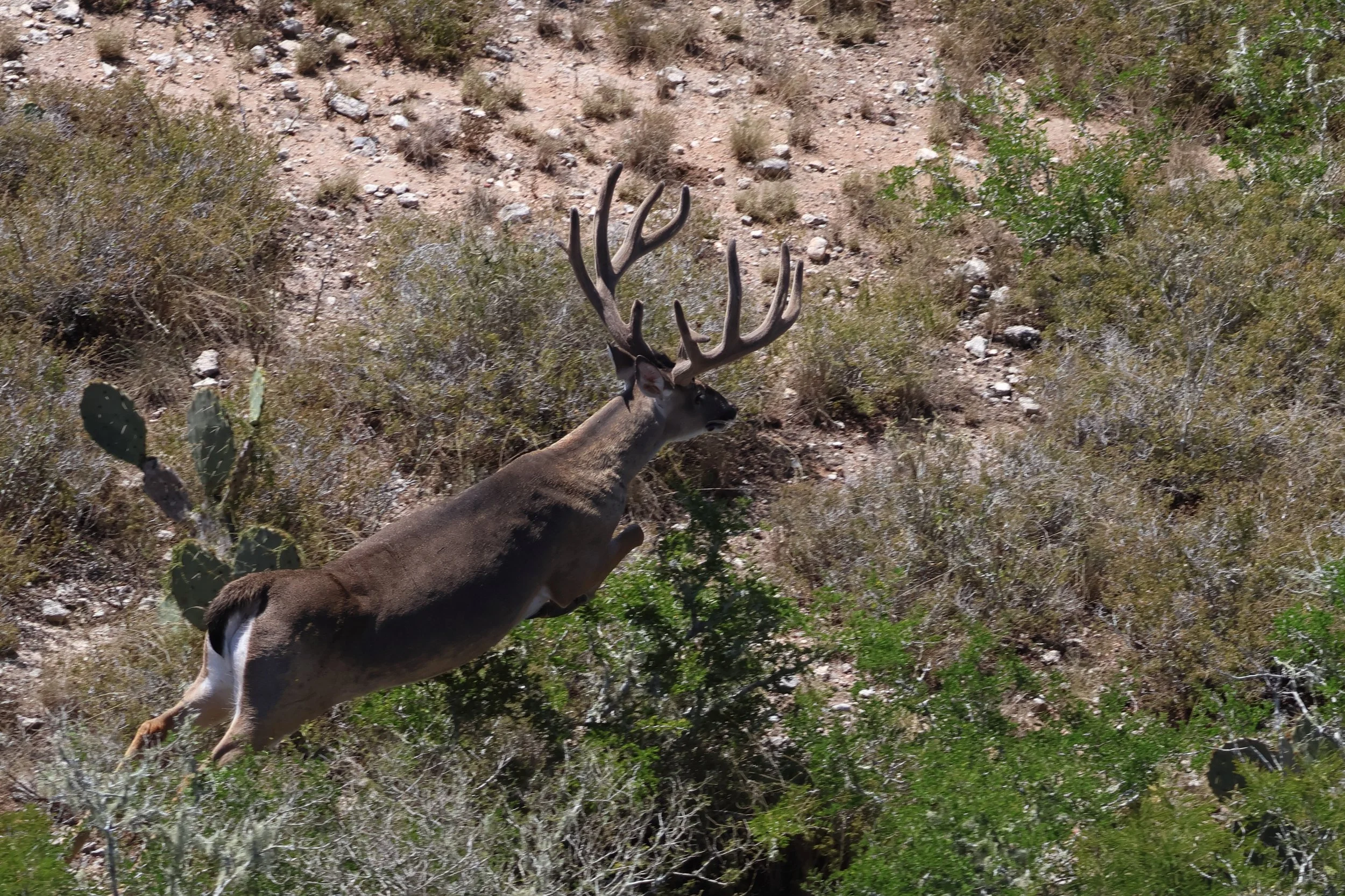 deer_22_2.JPG