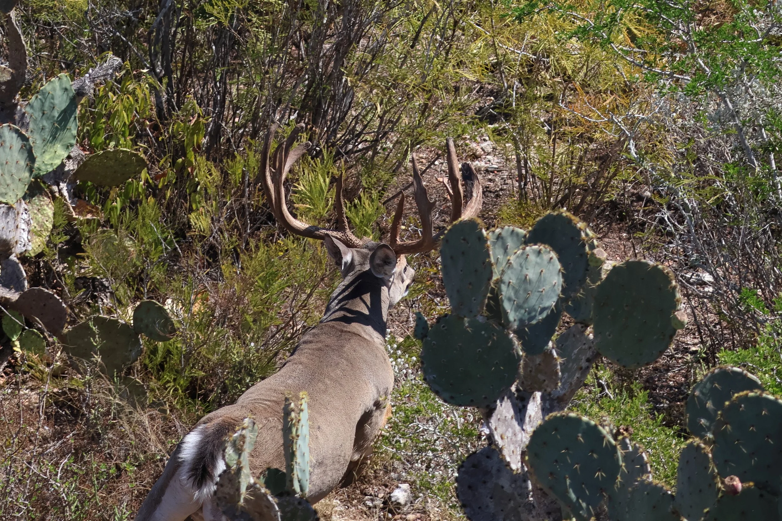 wtf_deer.JPG