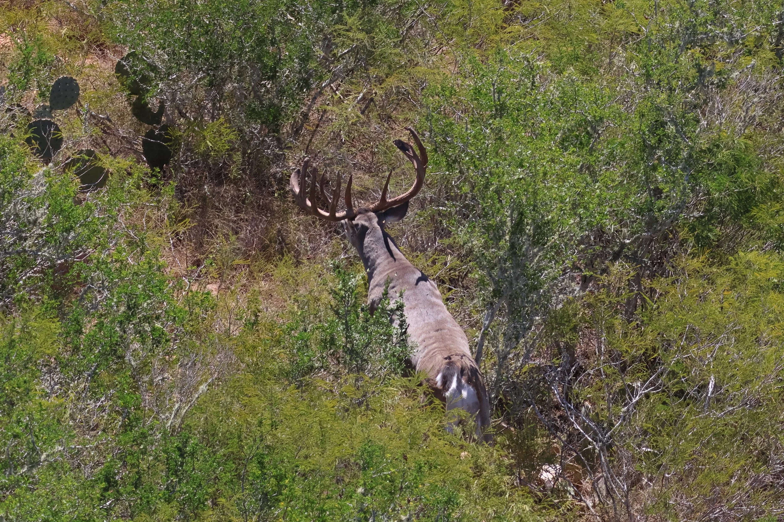 deer_25_2.JPG