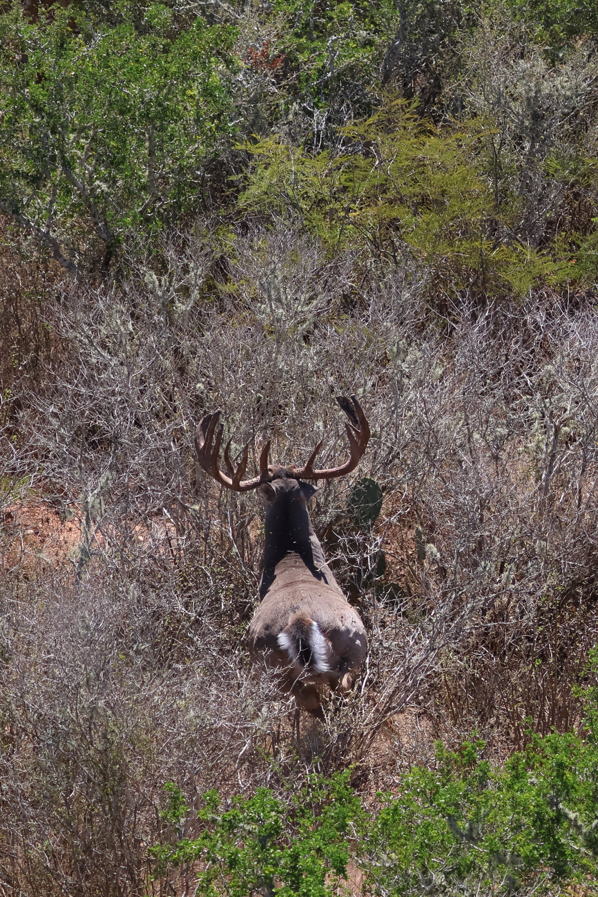 deer_25.JPG