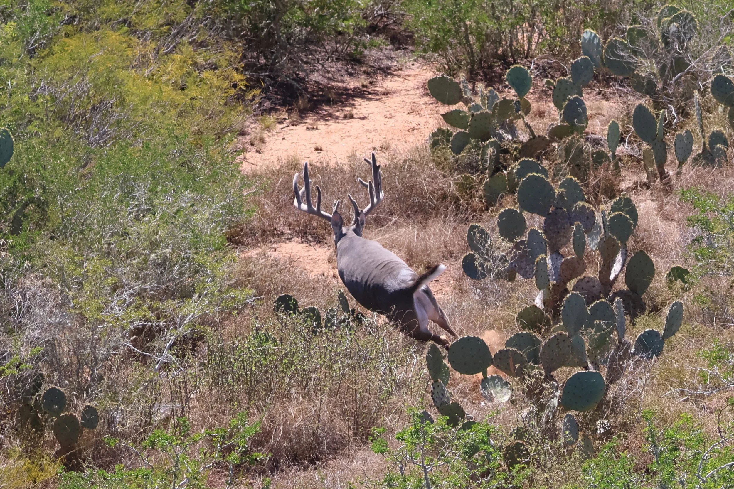 deer_24.JPG