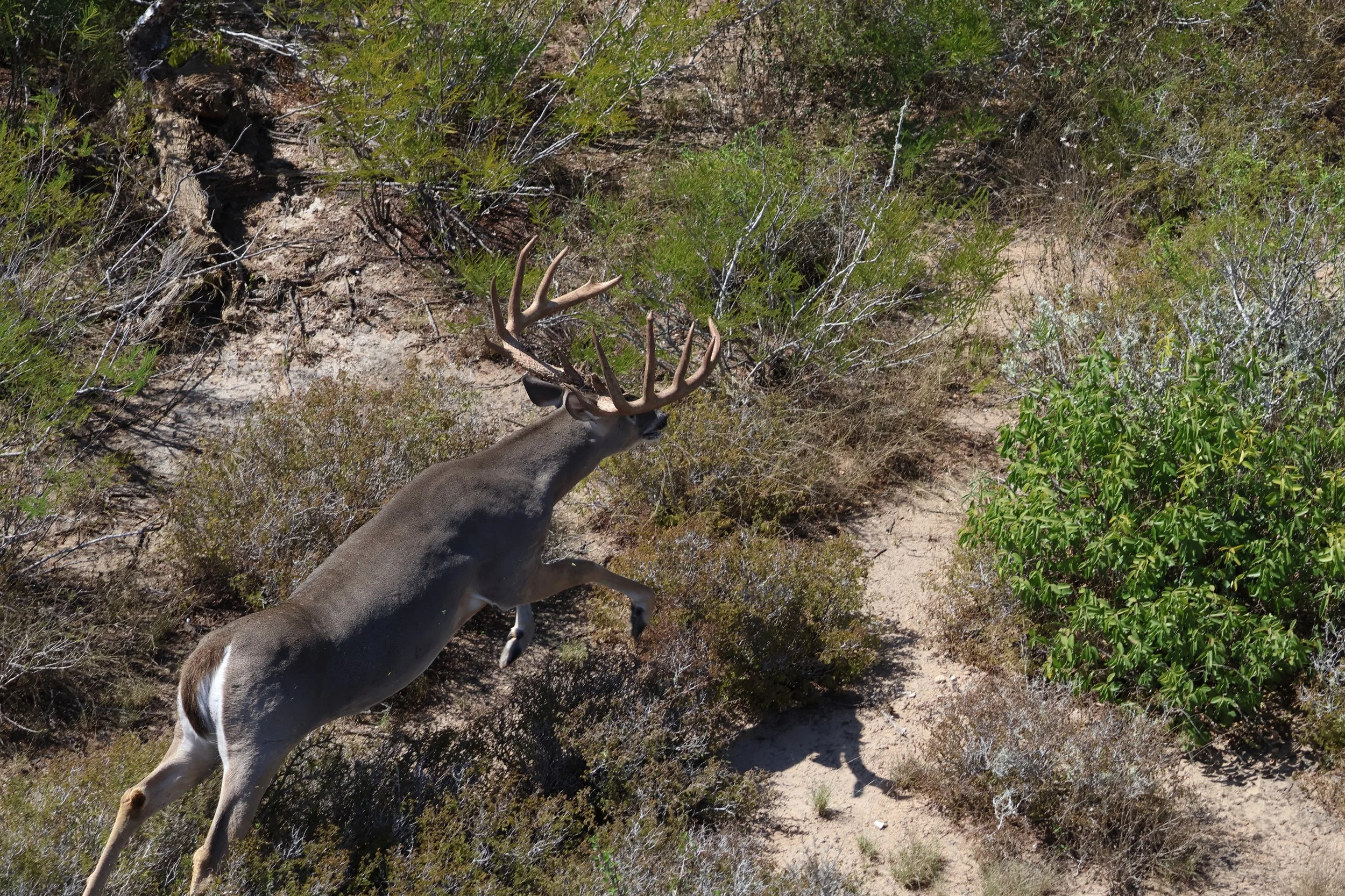 deer_23.JPG