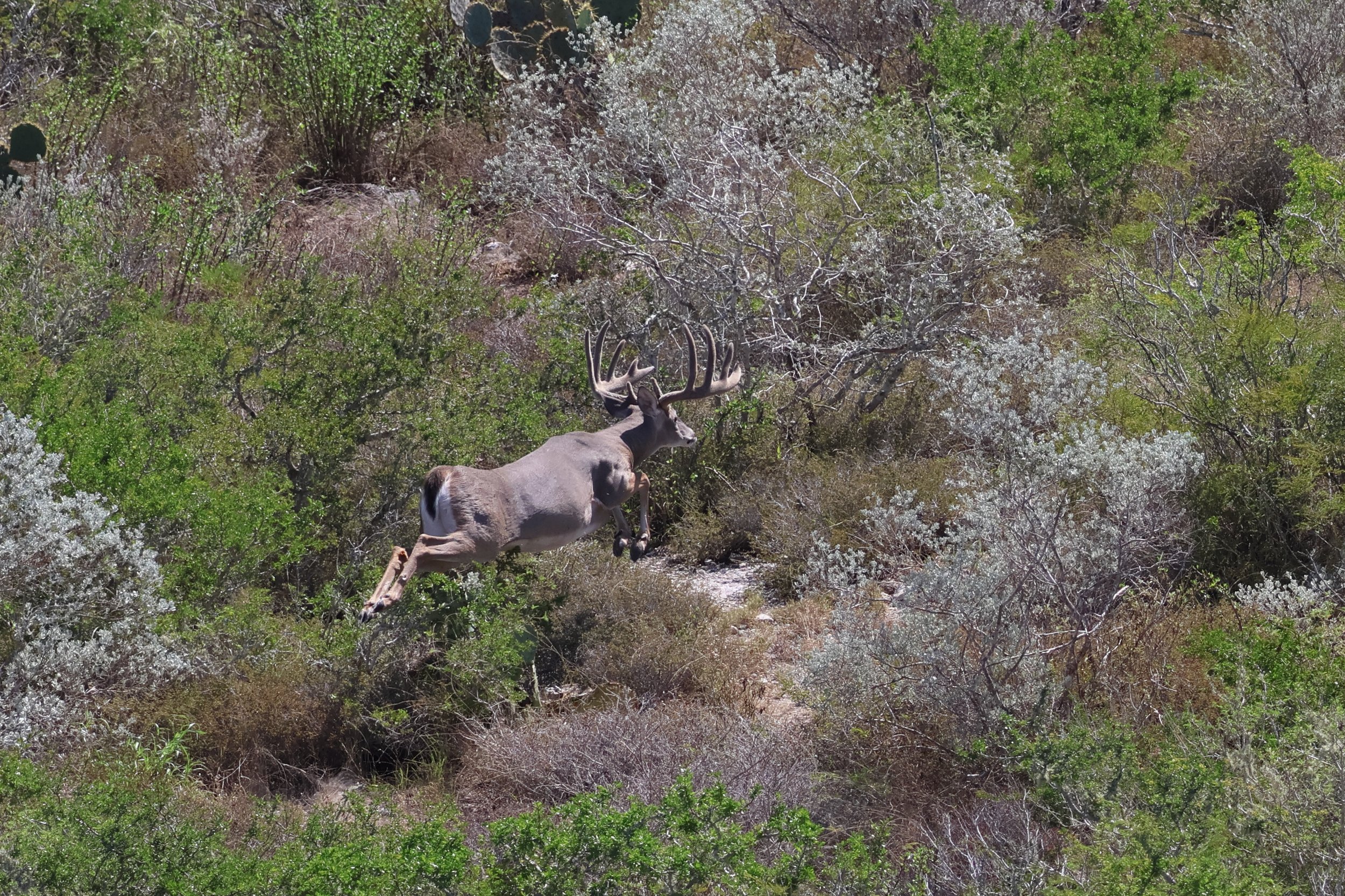 deer_22.JPG