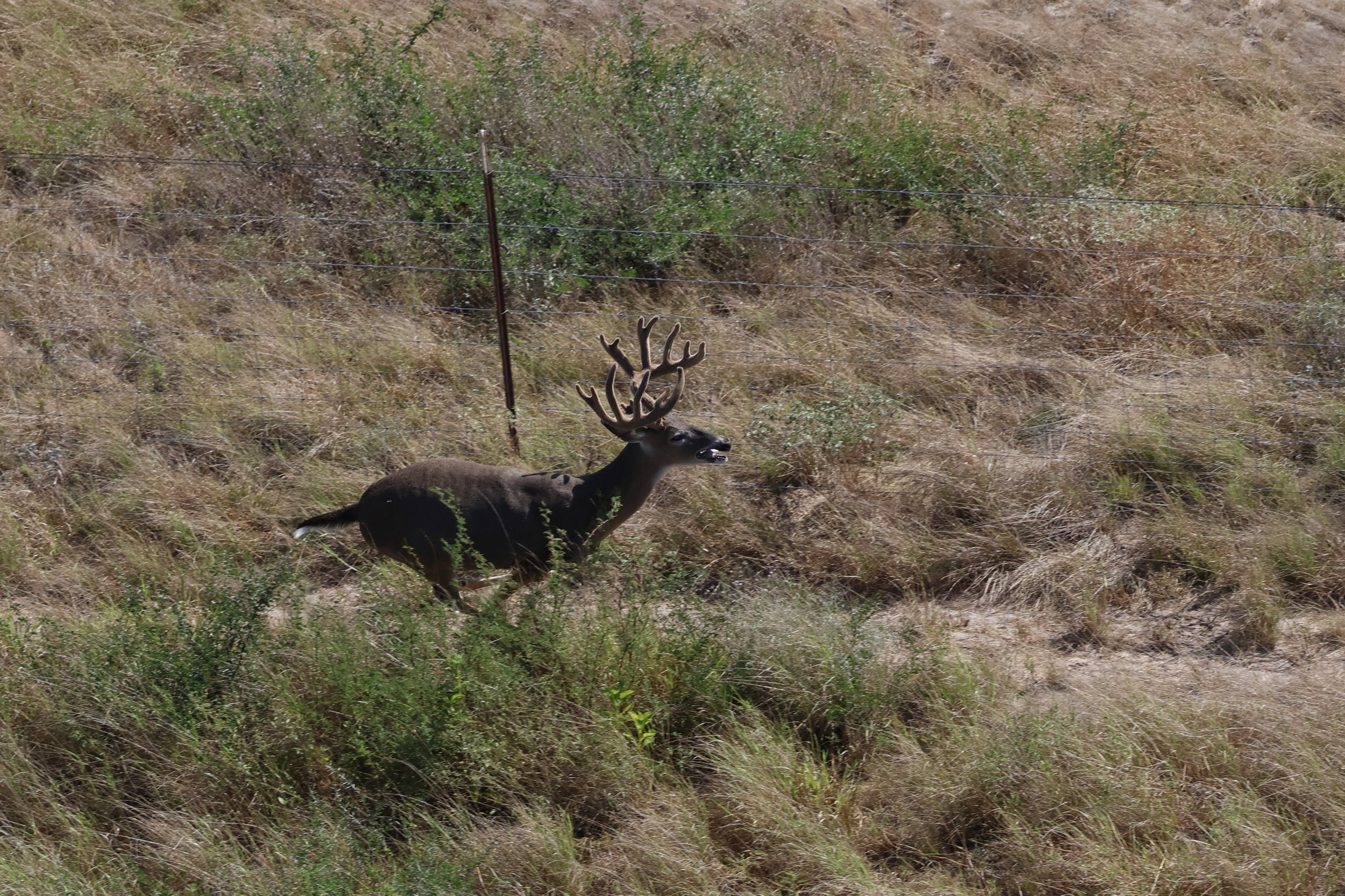 deer_18_4.JPG