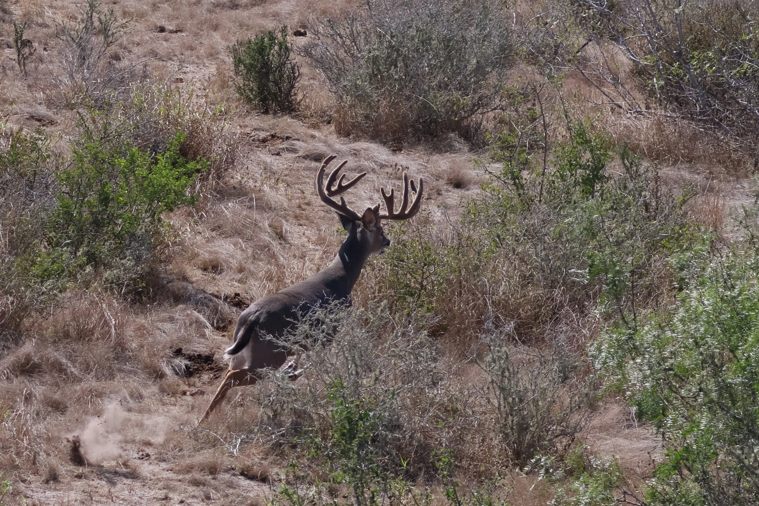deer_18_2.JPG