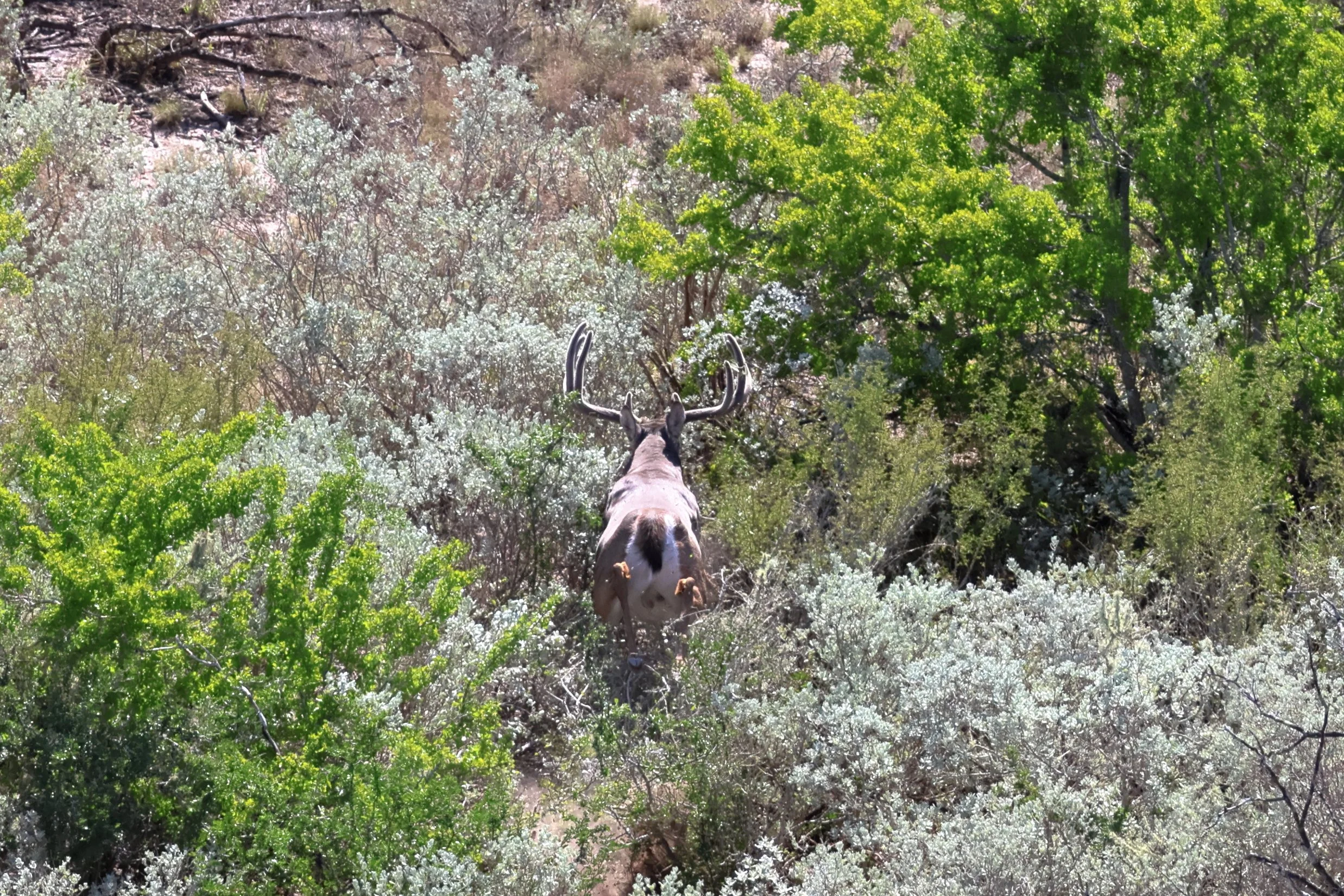 deer_21.JPG