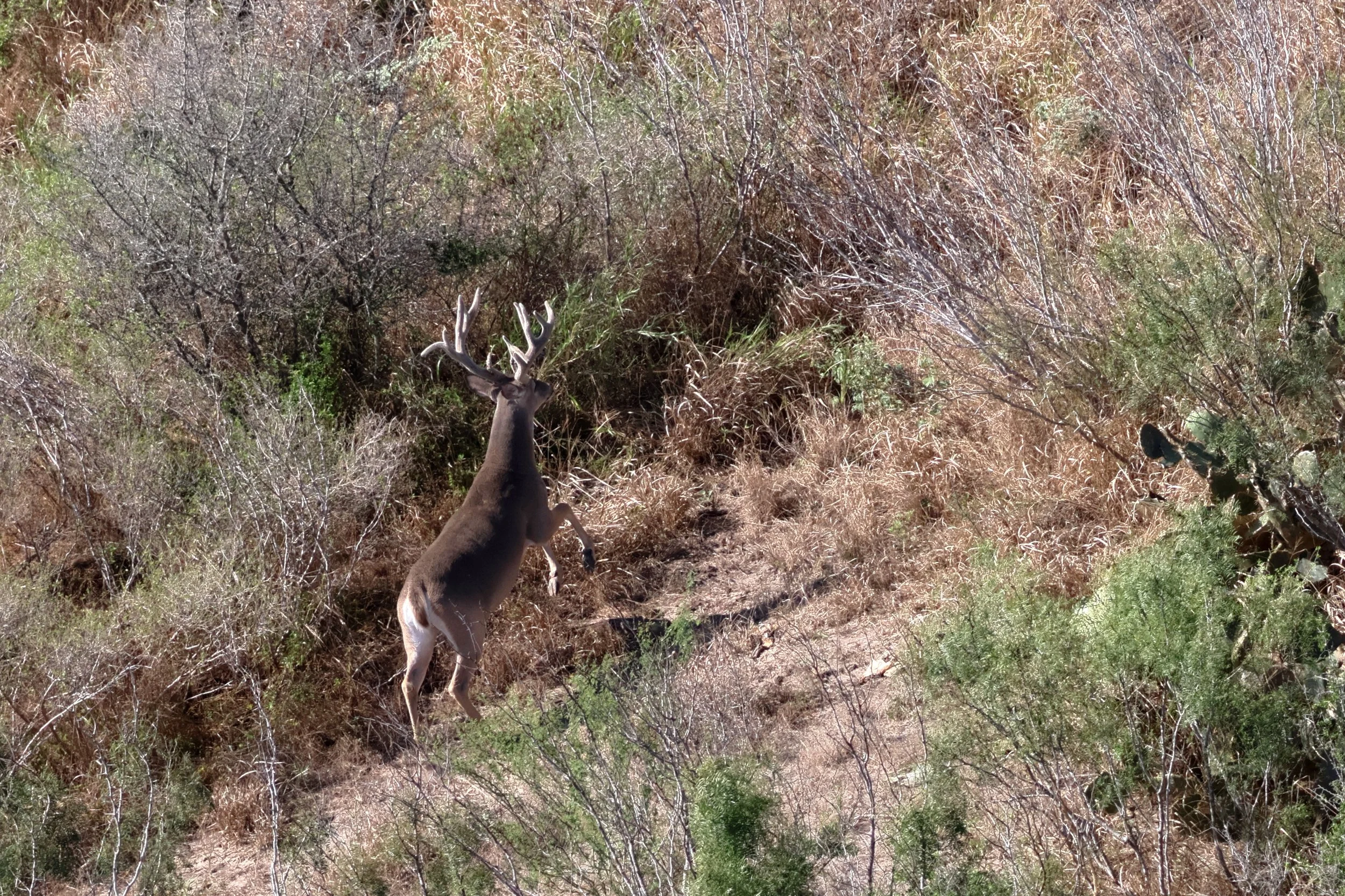 deer_20.JPG