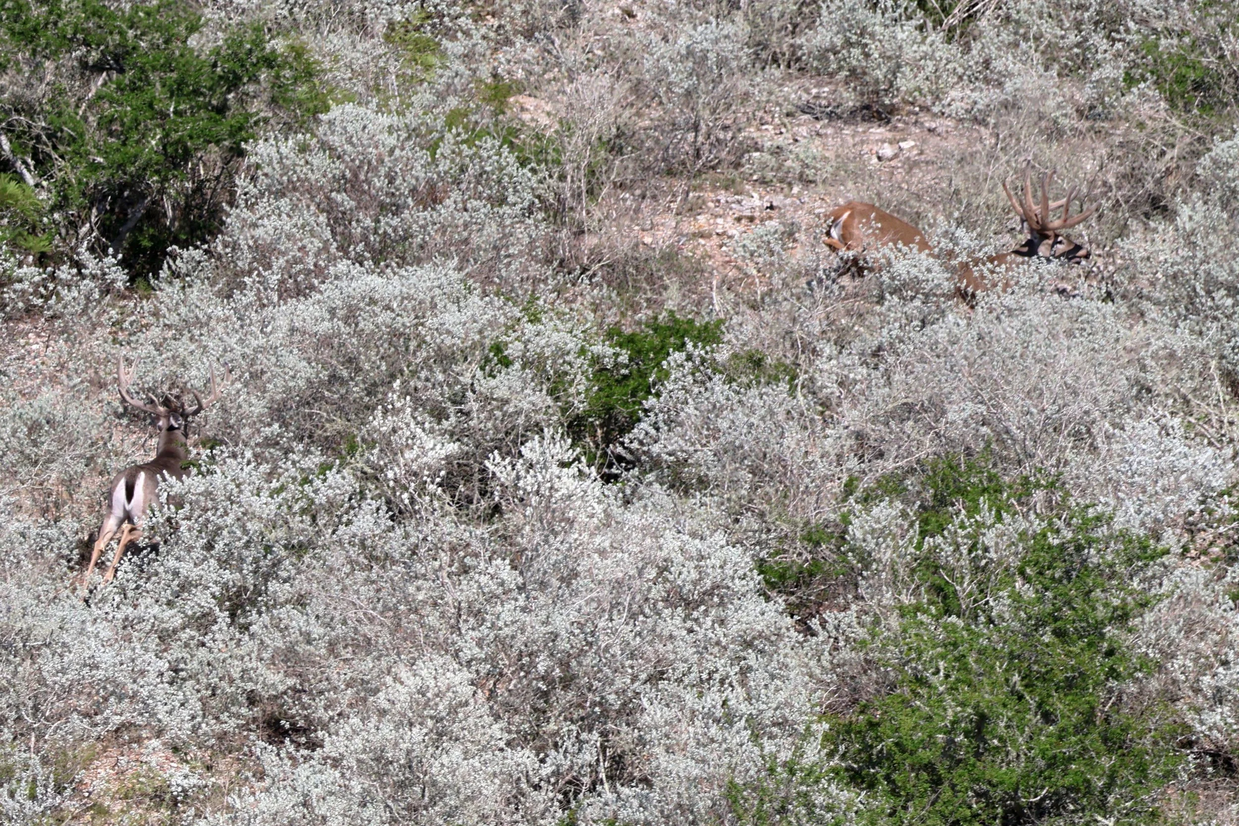 multi_deer.jpeg