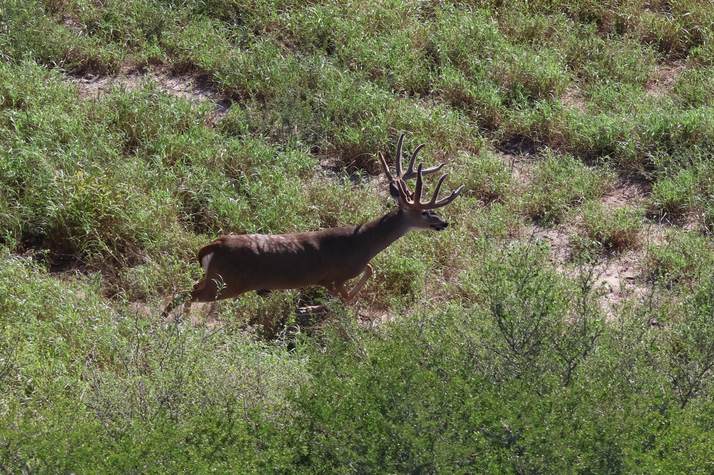 deer_19_2.jpeg