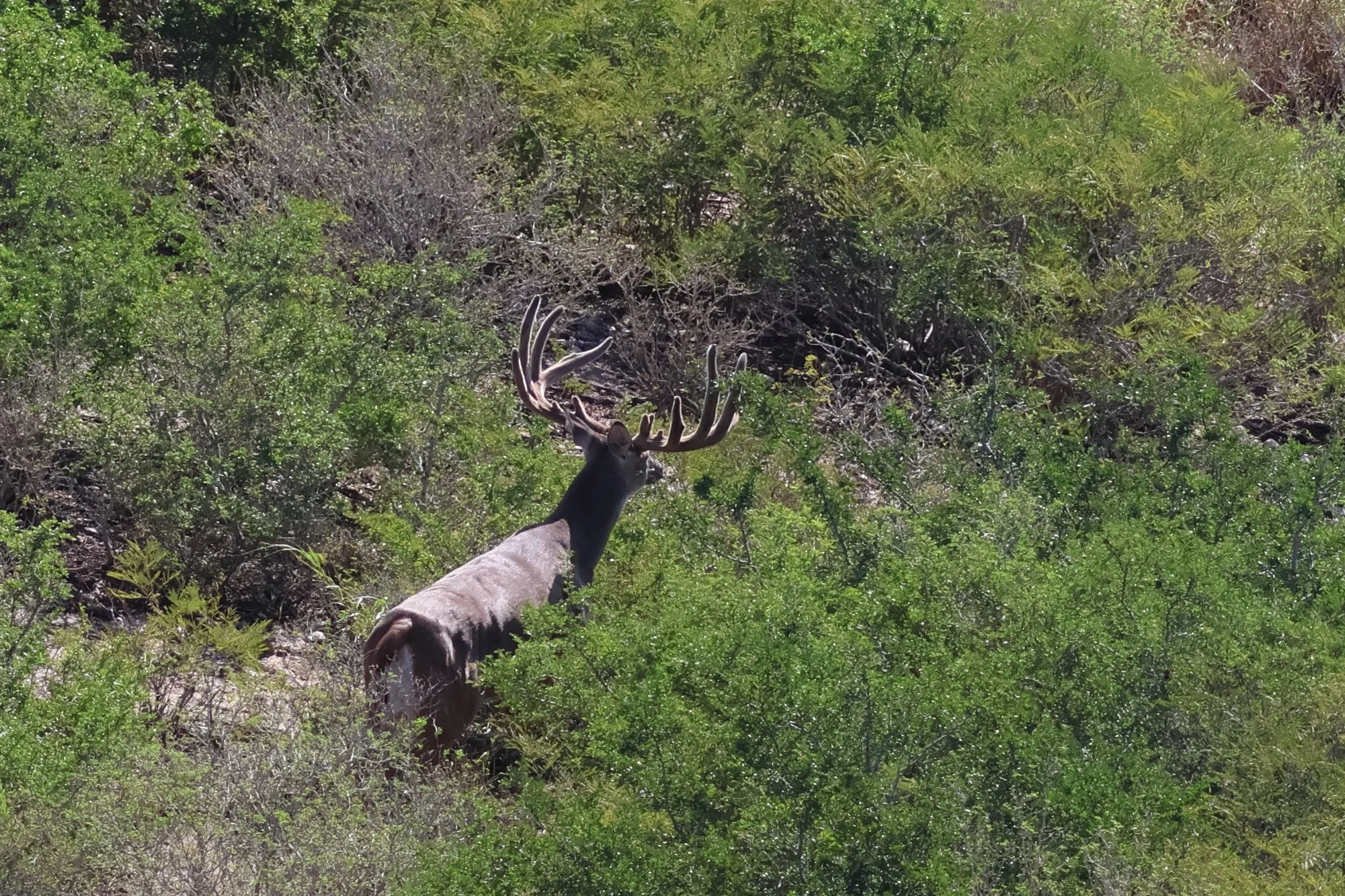 deer_19.JPG
