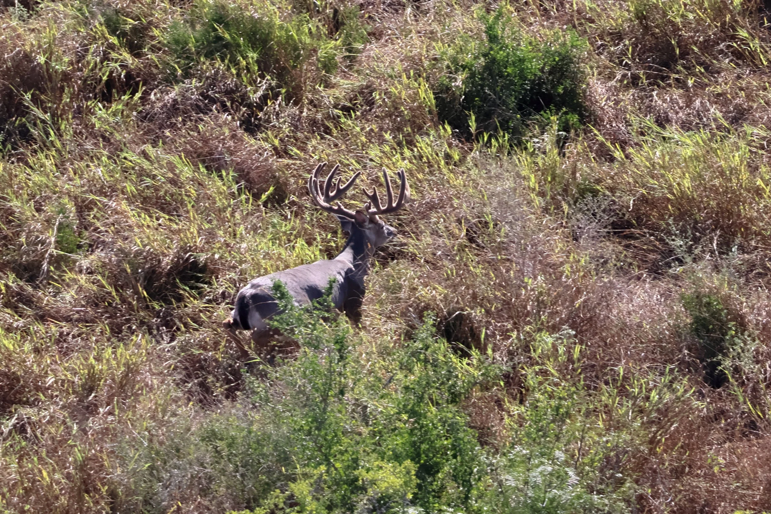 deer_18.JPG