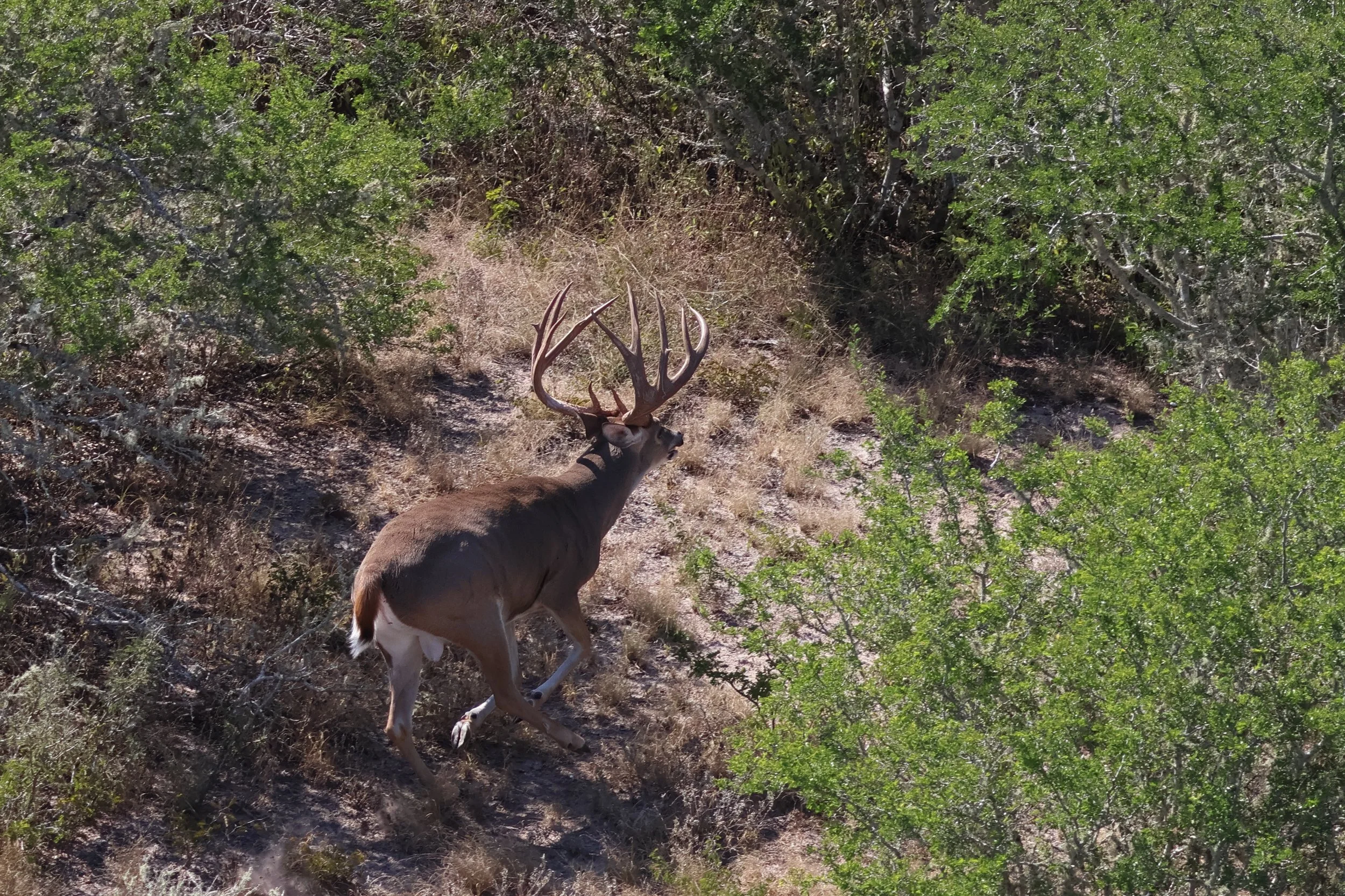deer_17_gillam_4.JPG