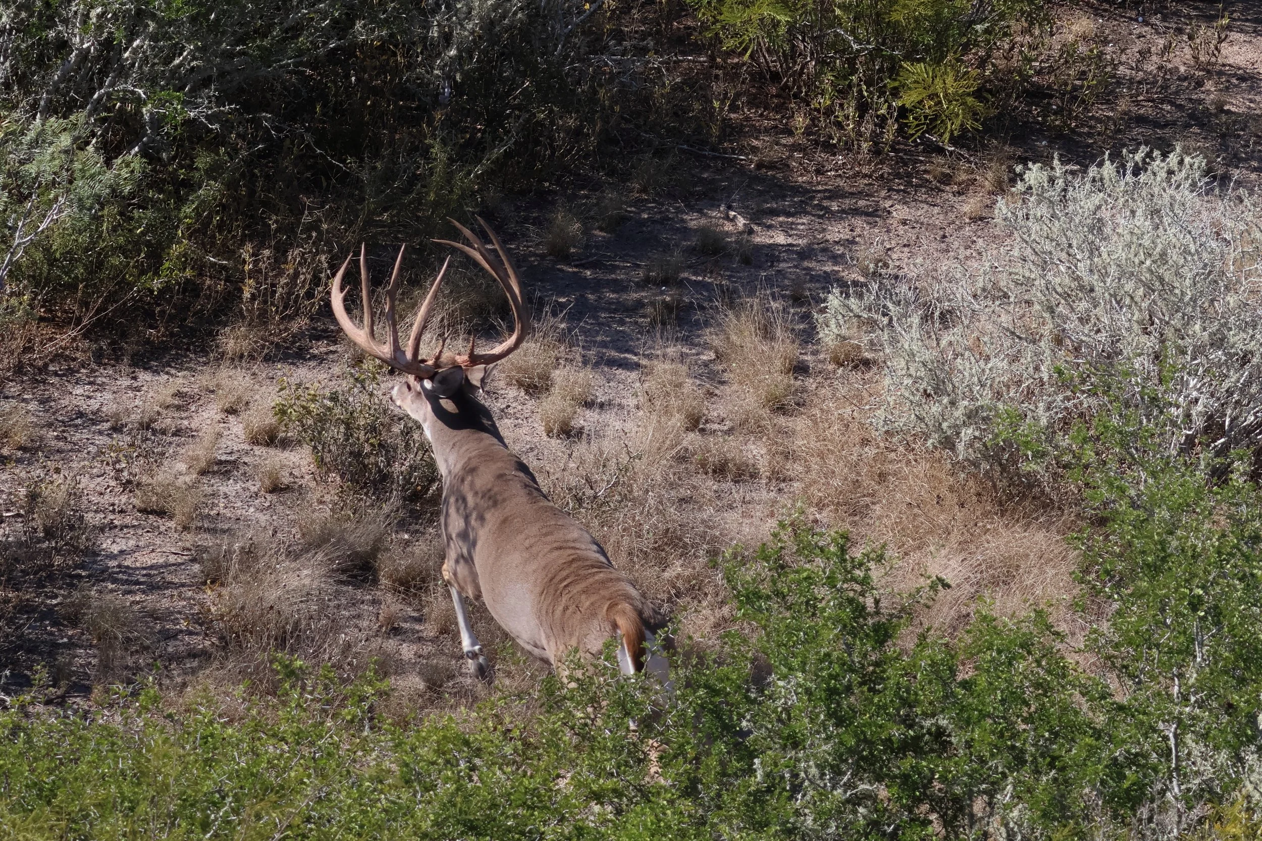 deer_17_gillam_3.JPG