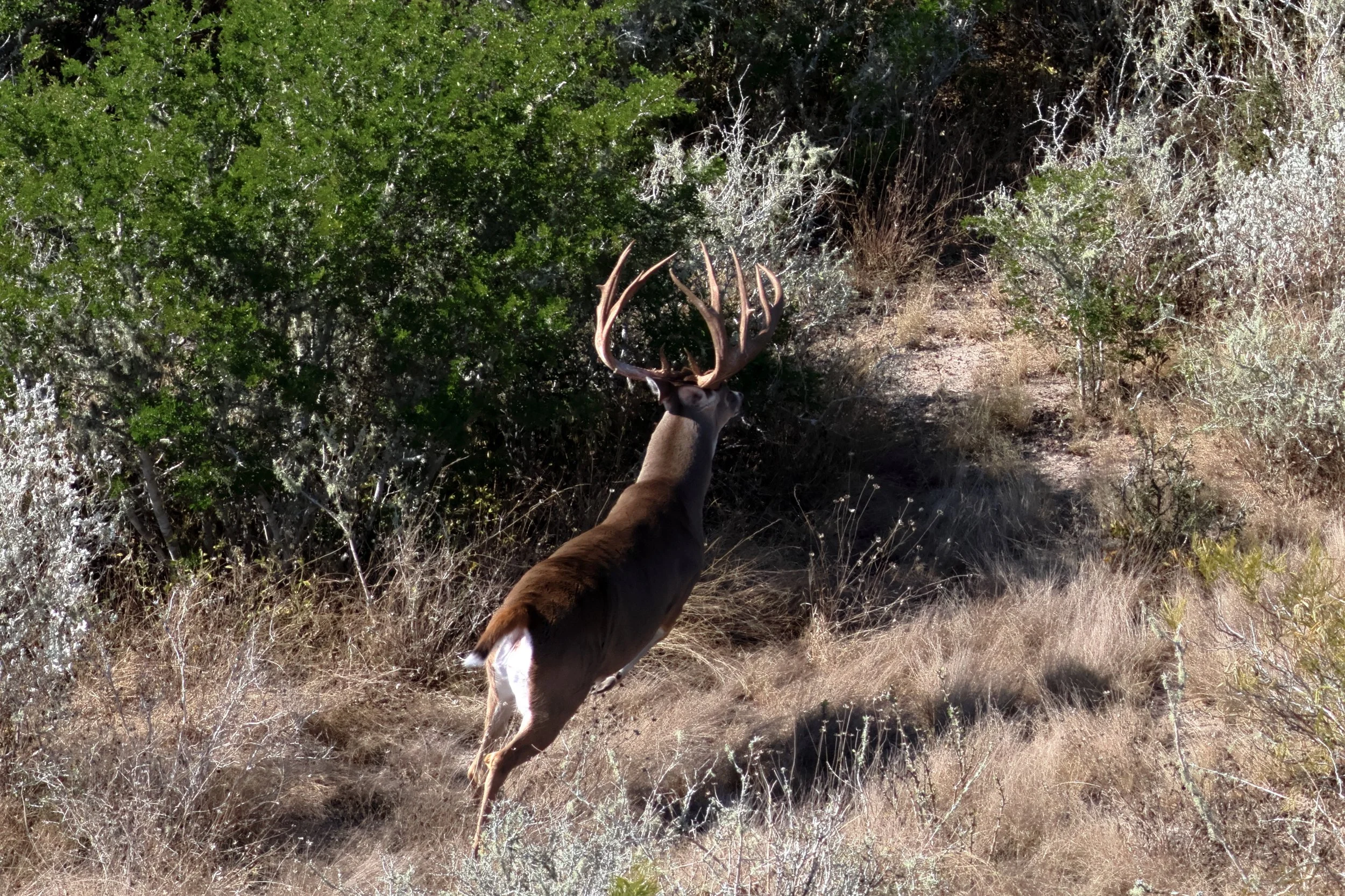 deer_17_gillam_2.JPG
