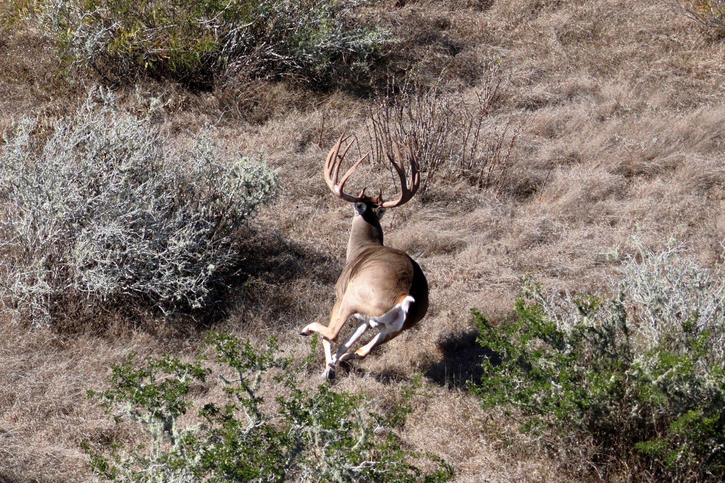 deer_17_gillam.JPG