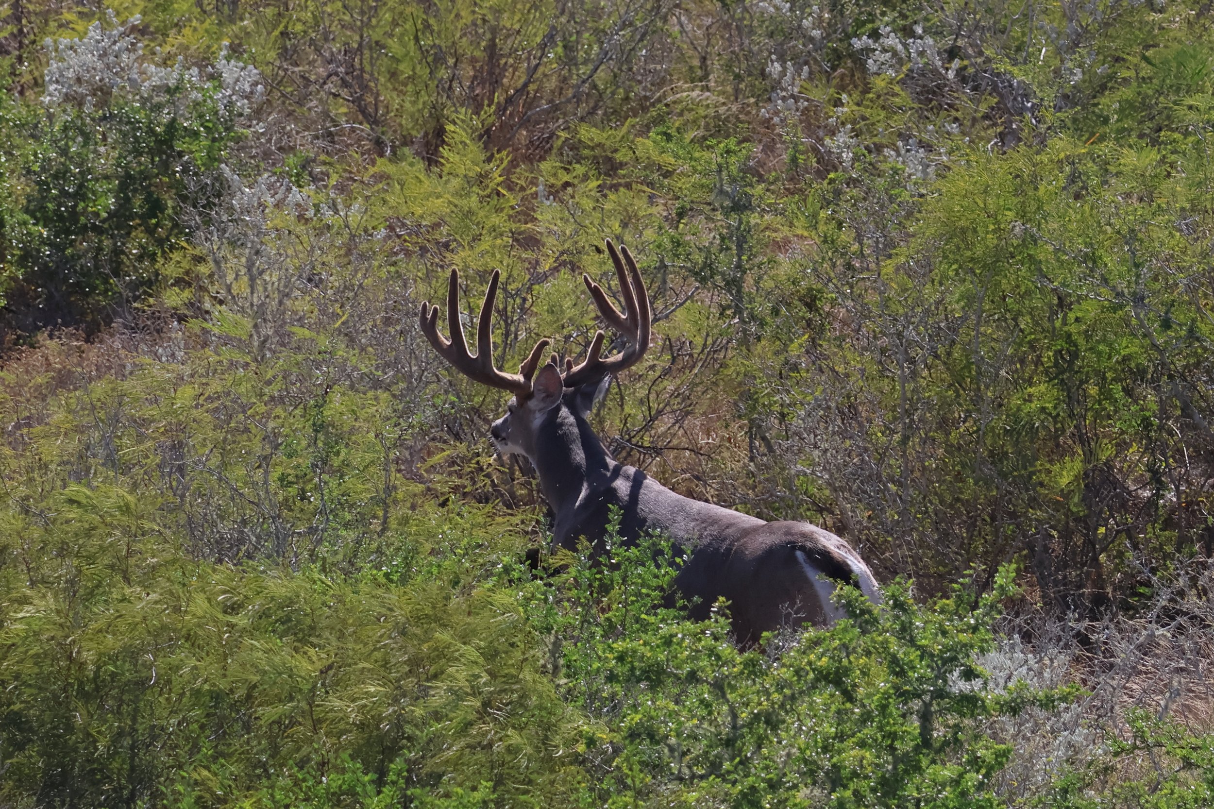 deer_16.JPG