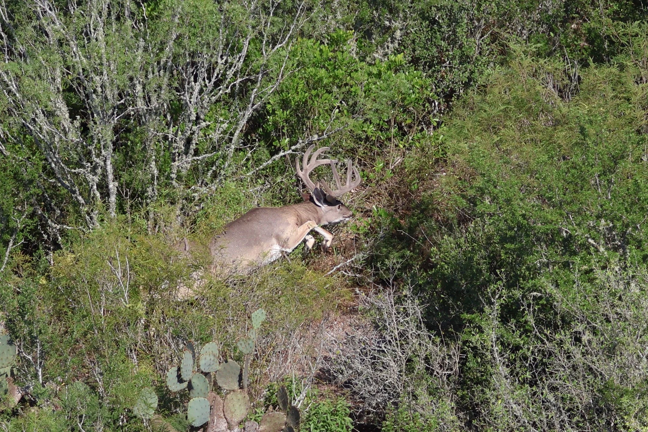 deer_15.JPG