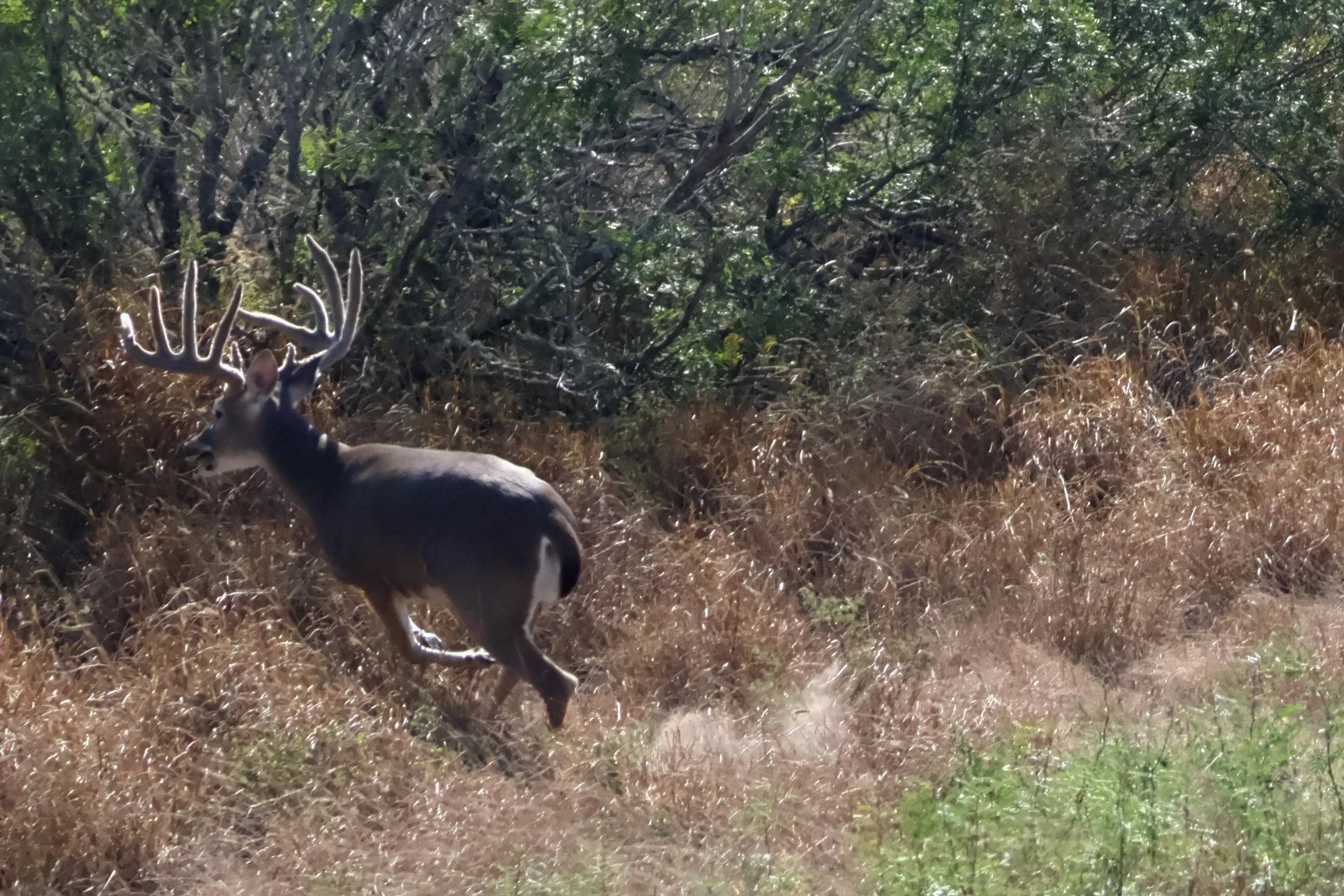 deer_14.JPG