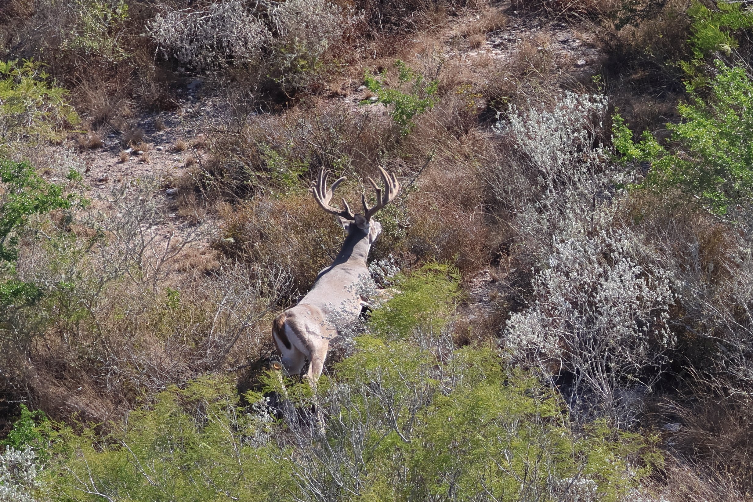 deer_13.JPG