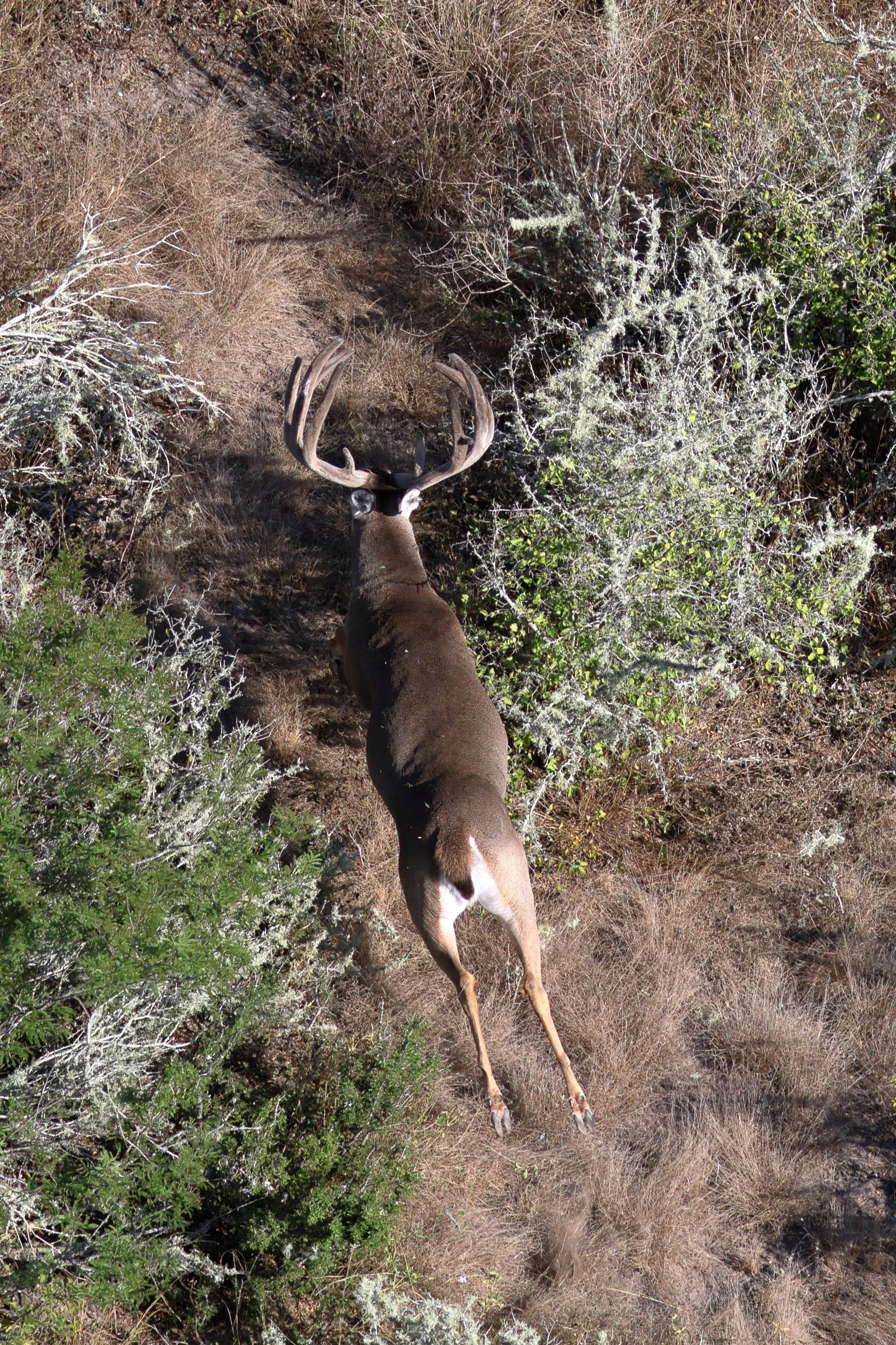 deer_12.JPG