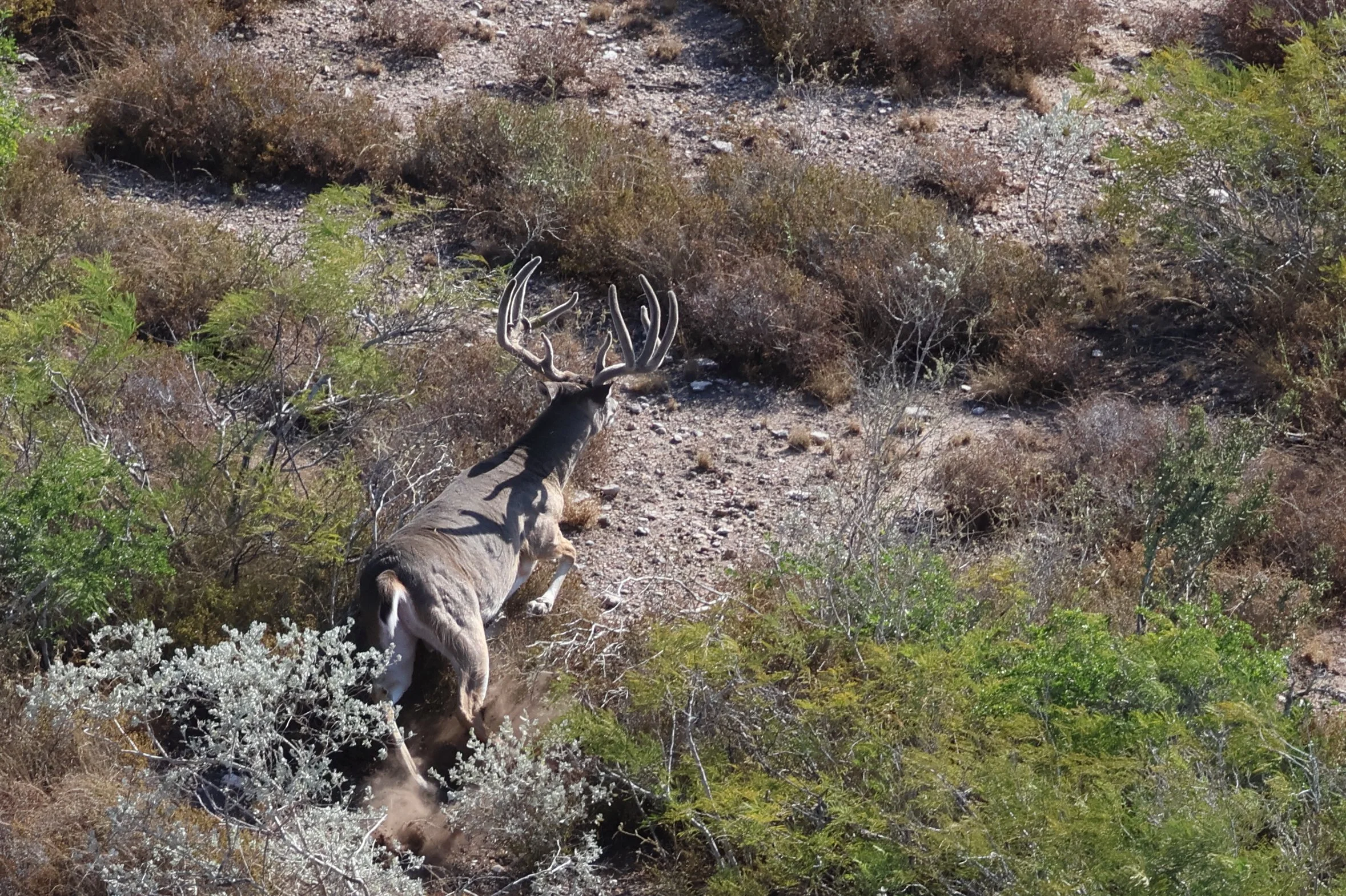 deer_11.JPG