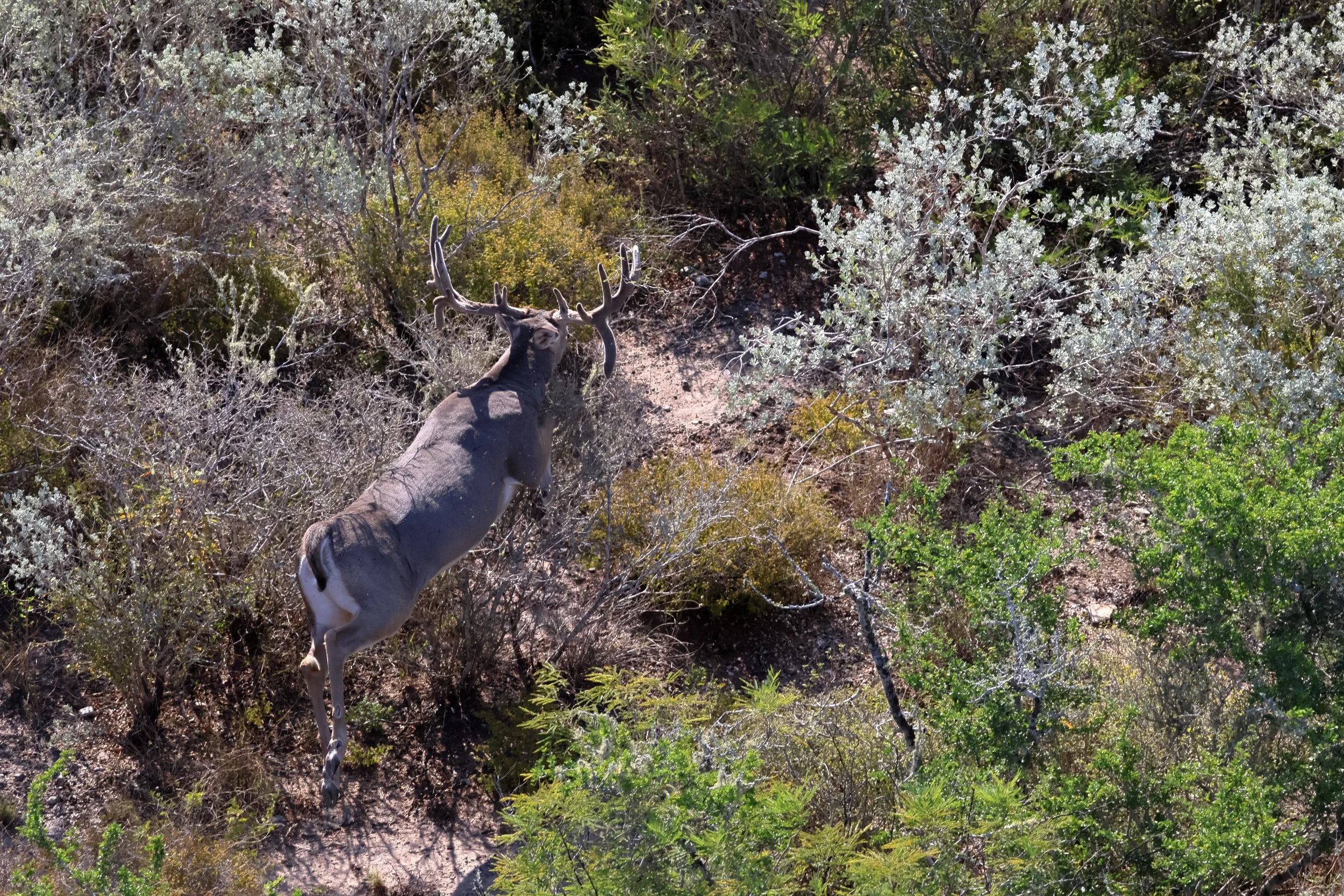 deer_10_double_2.JPG