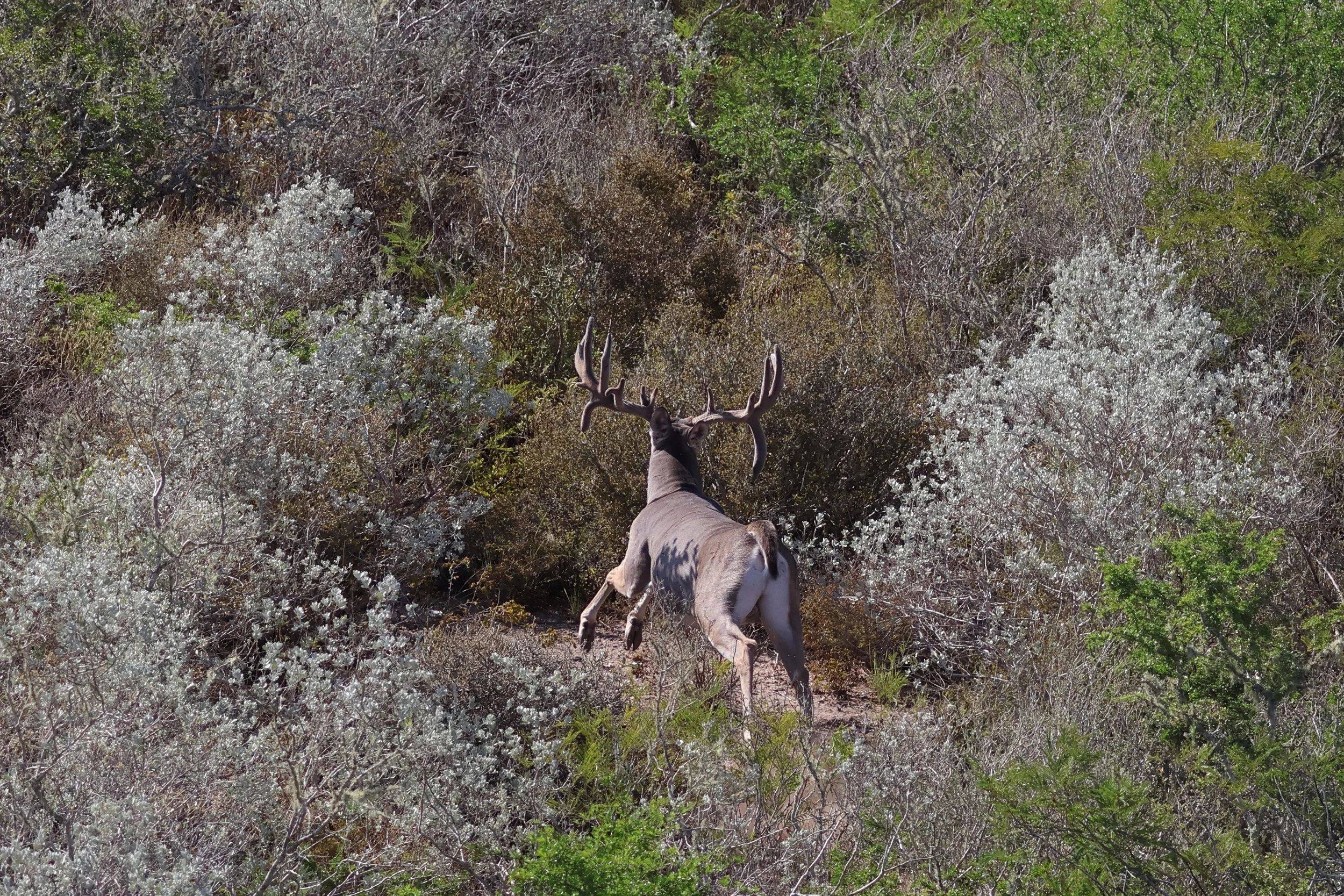 deer_10_double_drop.JPG