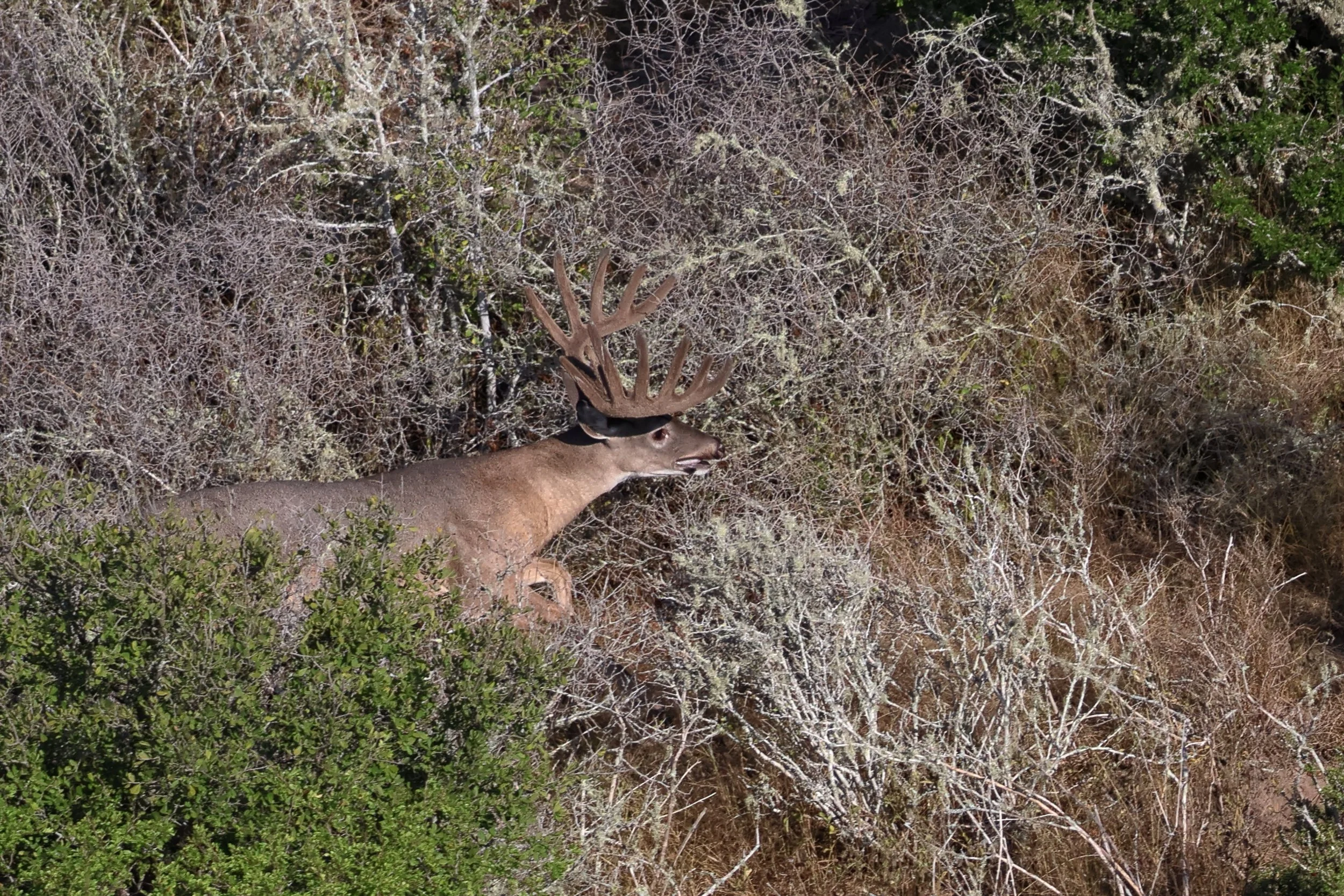 deer_9.JPG