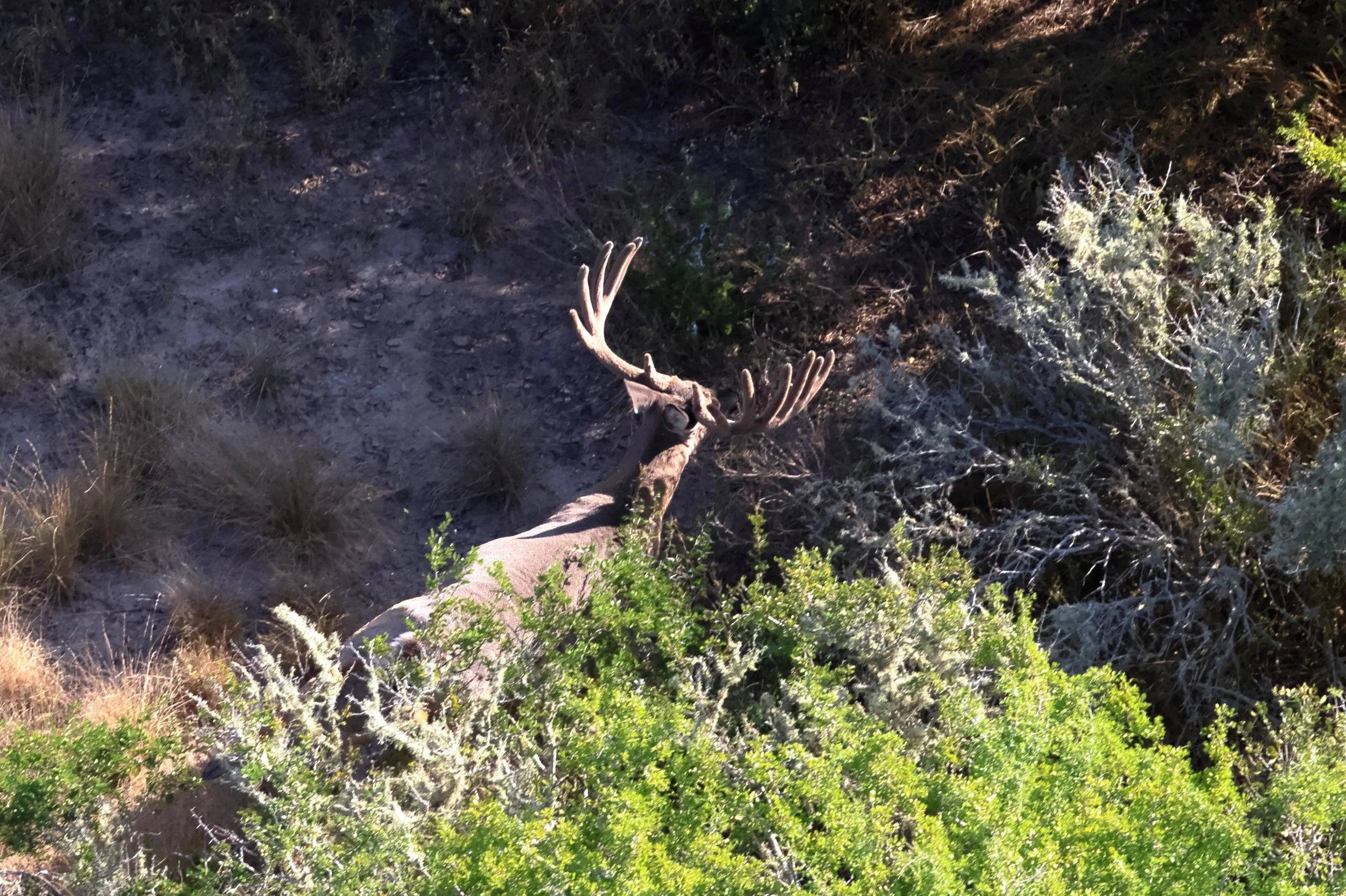 deer_9_2.JPG