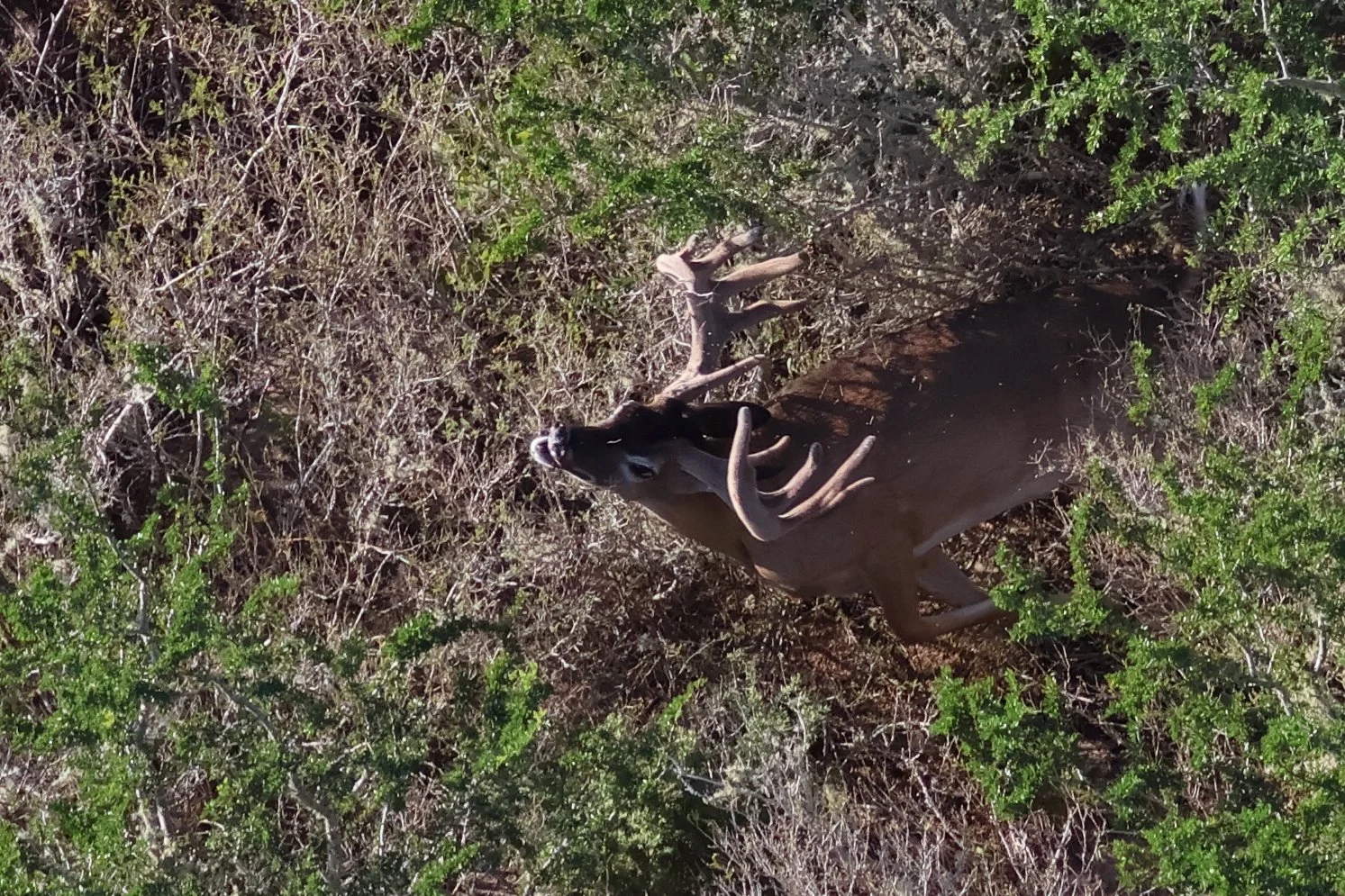 deer_cleft_2.JPG