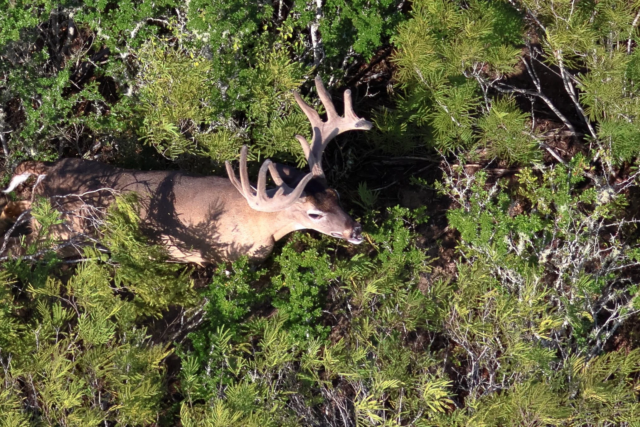 deer_cleft.JPG