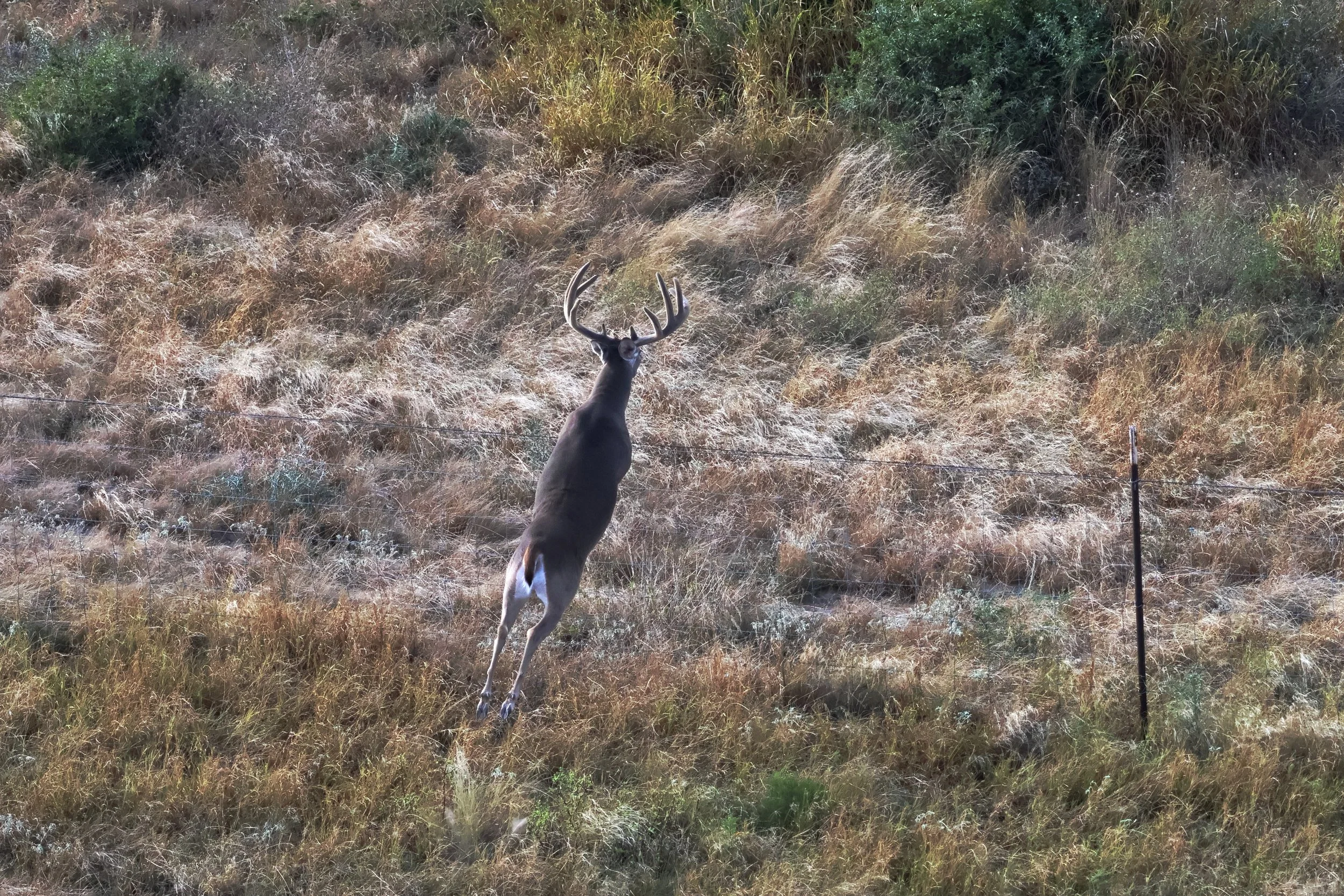 deer_8.JPG