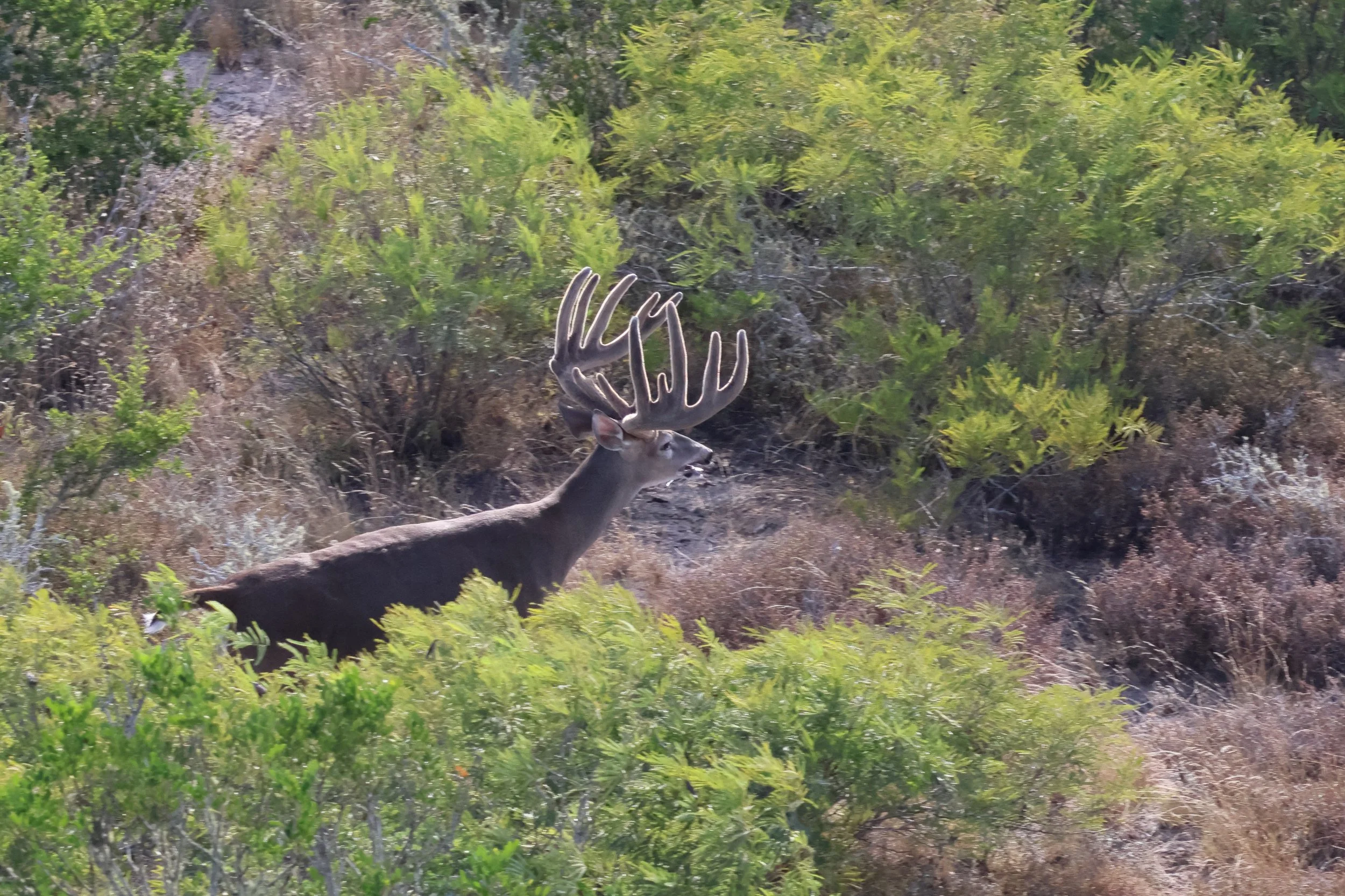deer_7.JPG