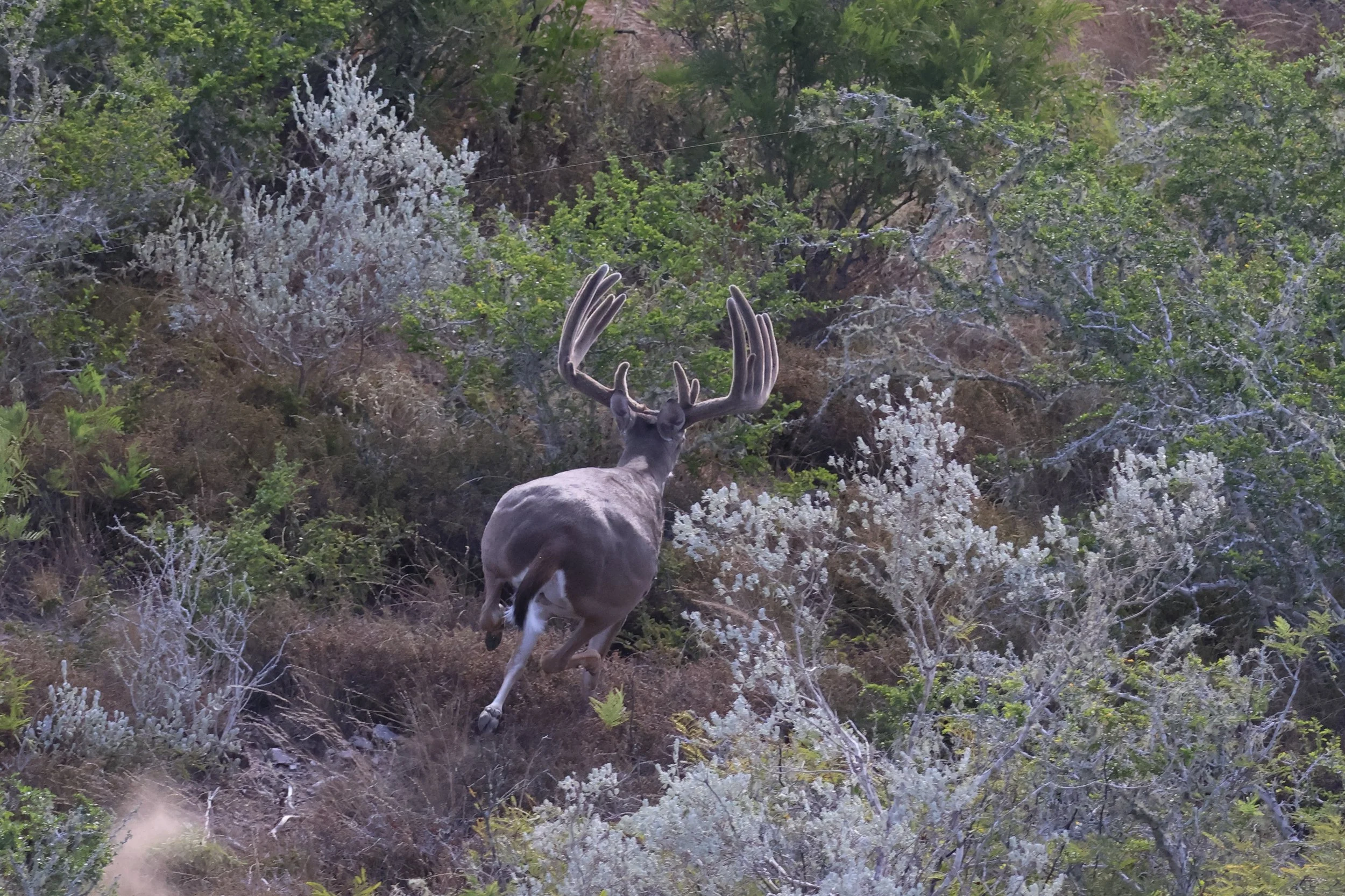 deer_7_3.JPG