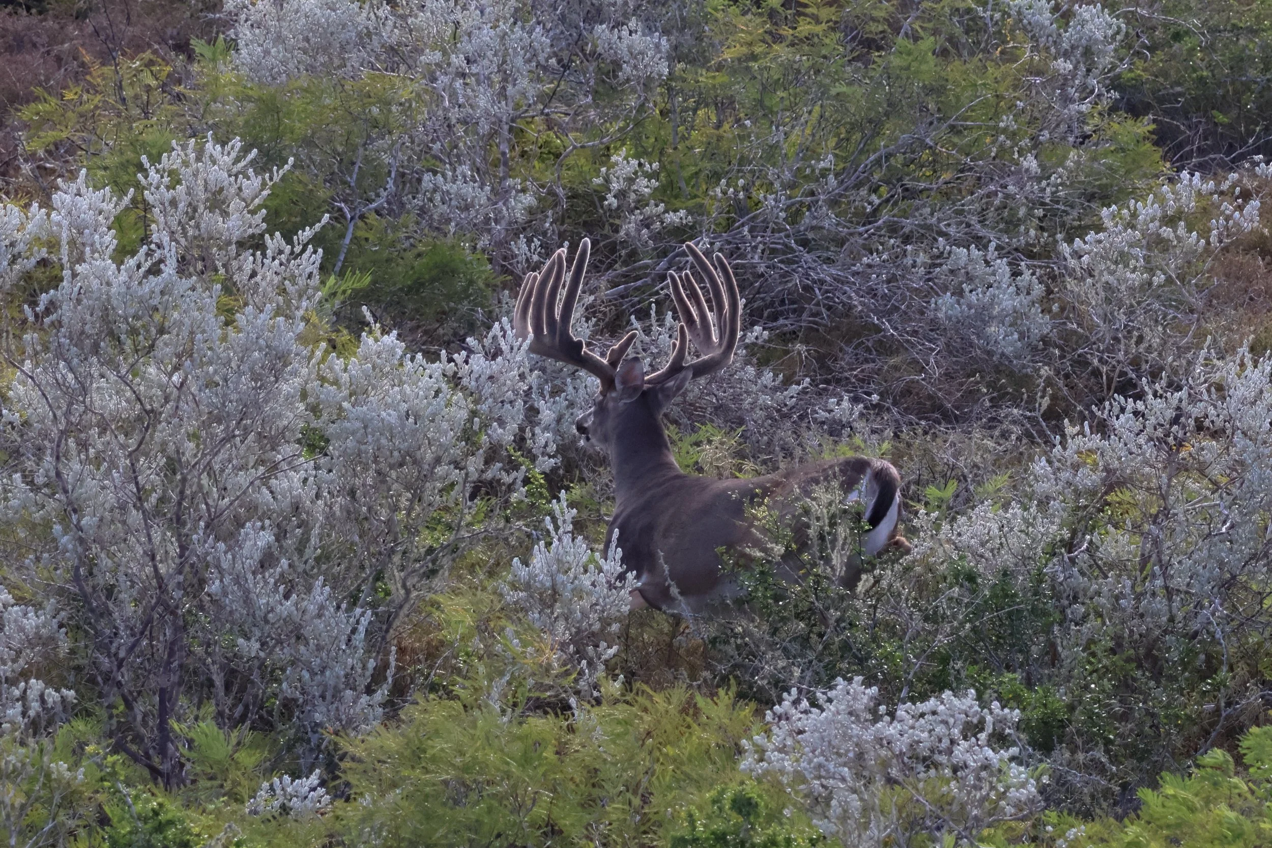 deer_7_2.JPG