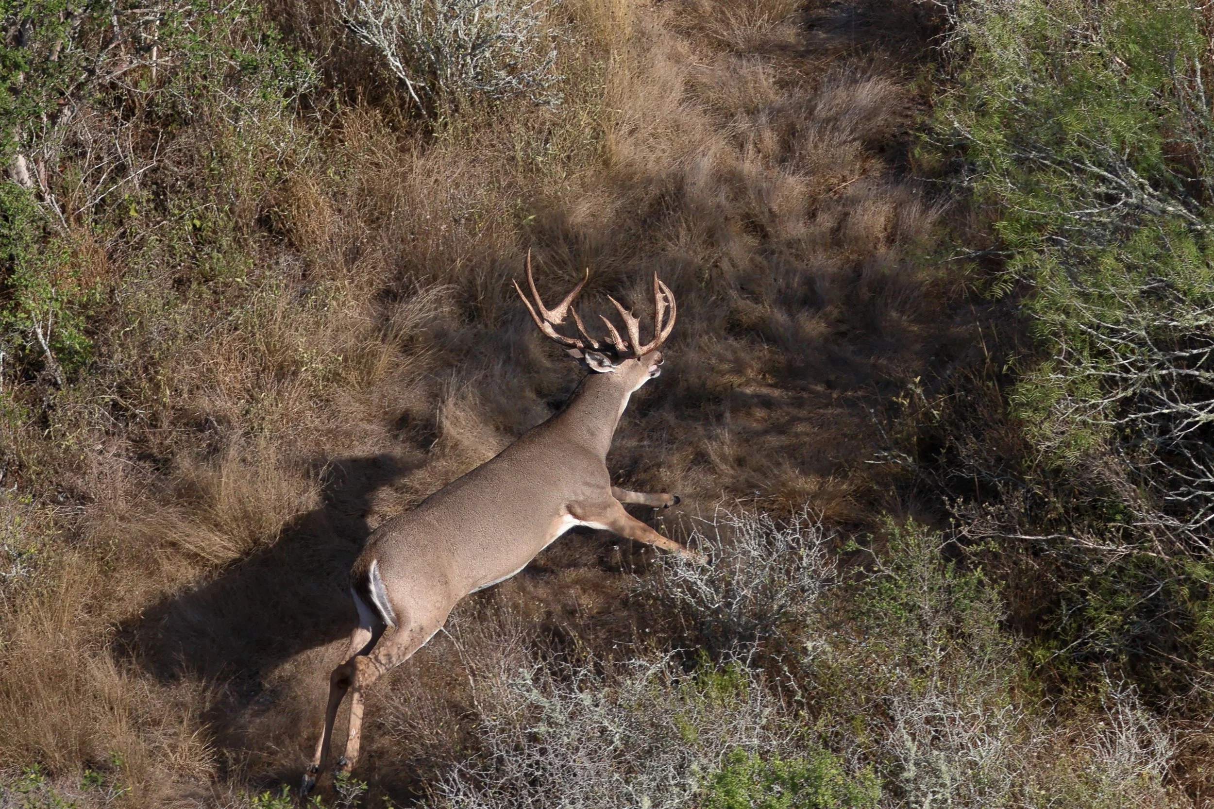 deer_6_2.JPG