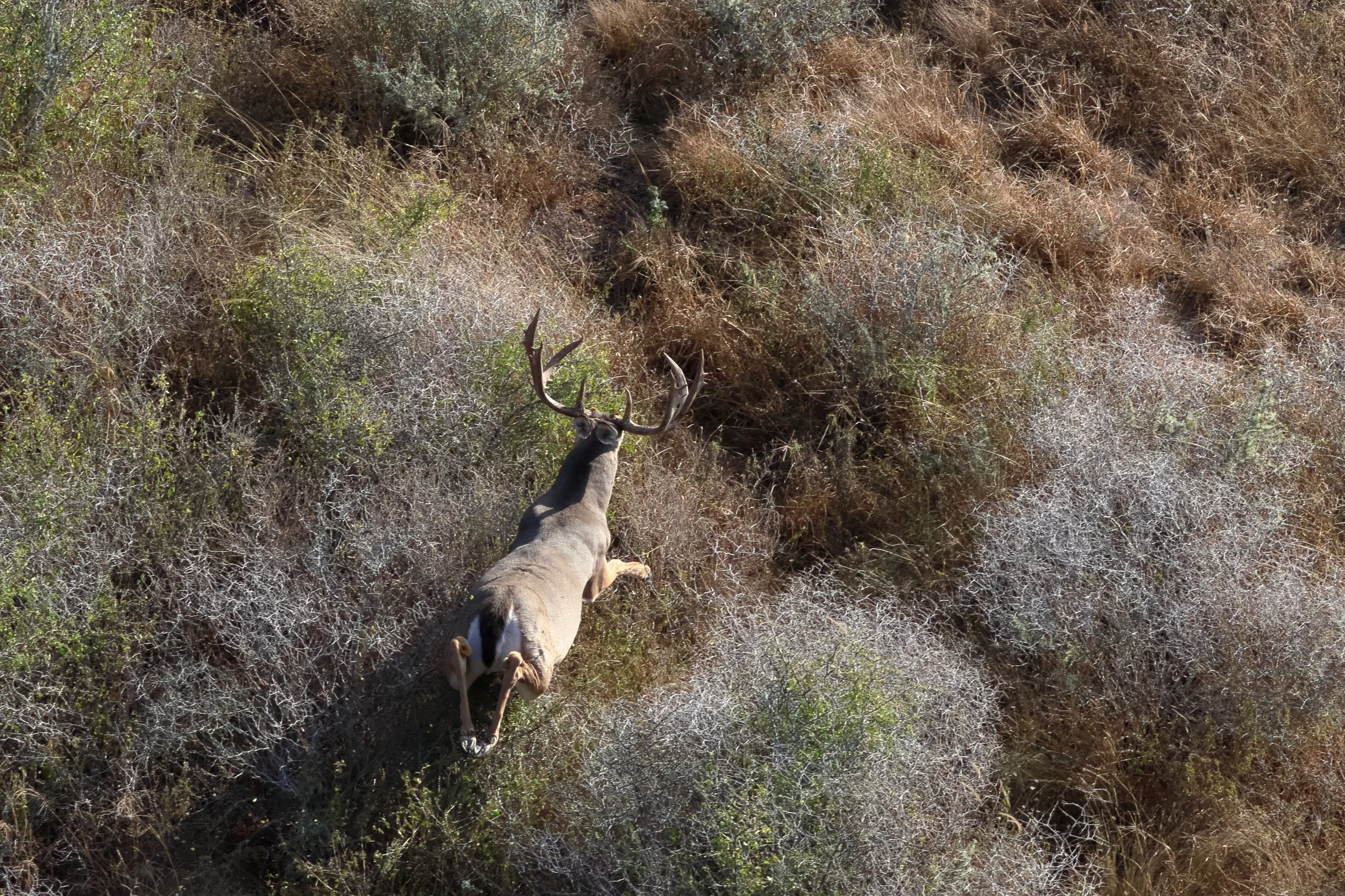 deer_6.JPG