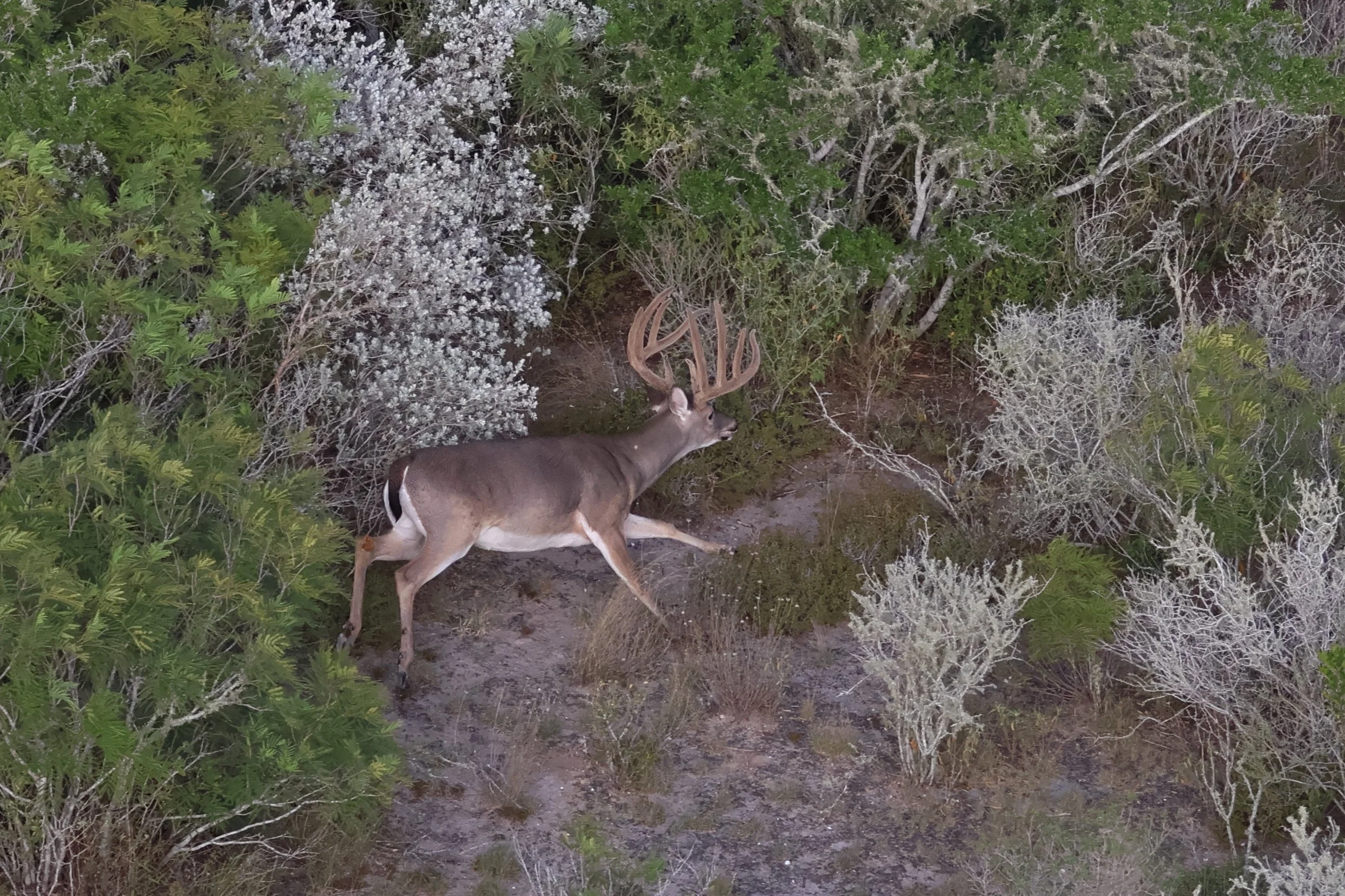 deer_5_4.JPG