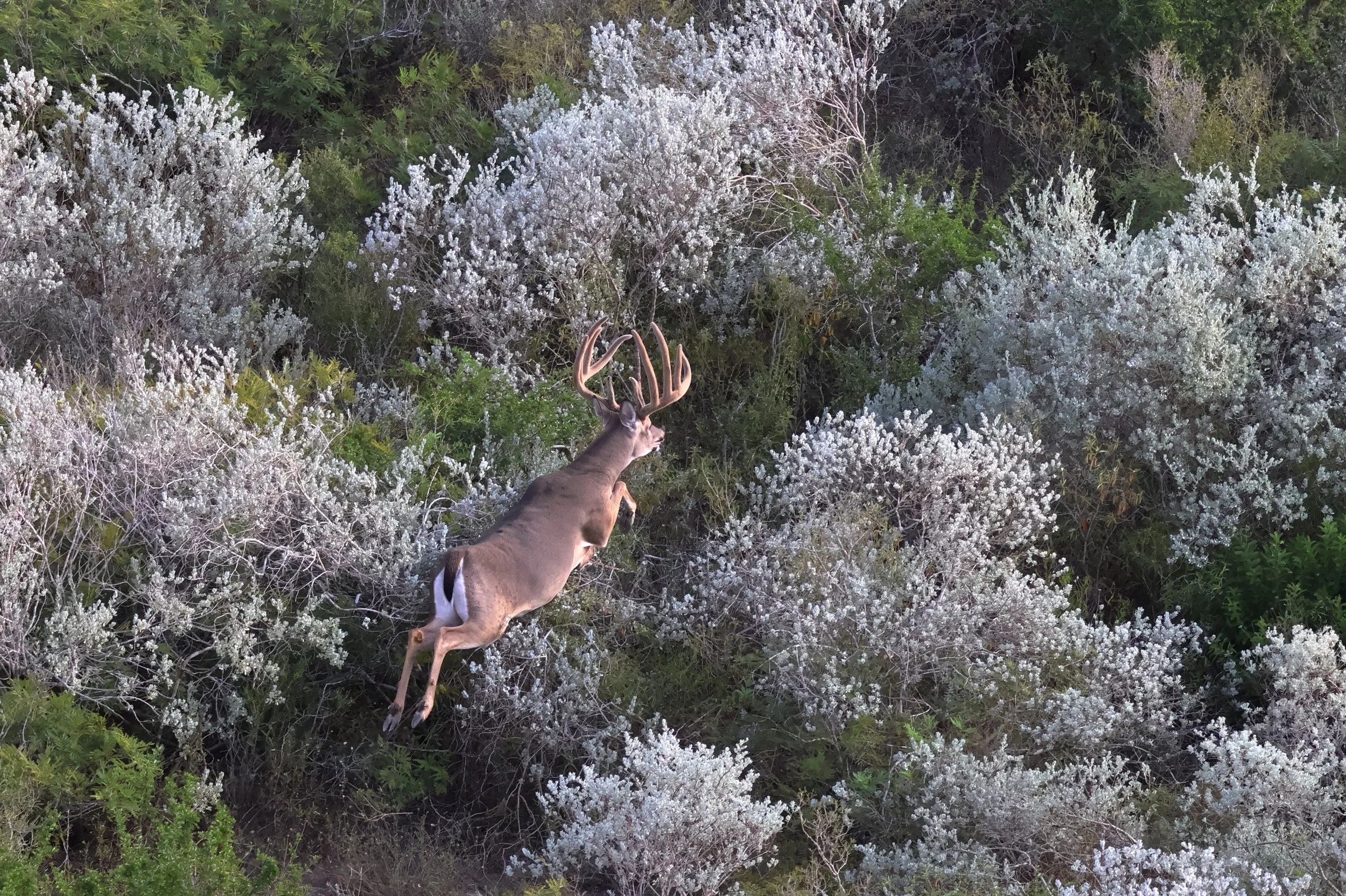 deer_5_3.JPG