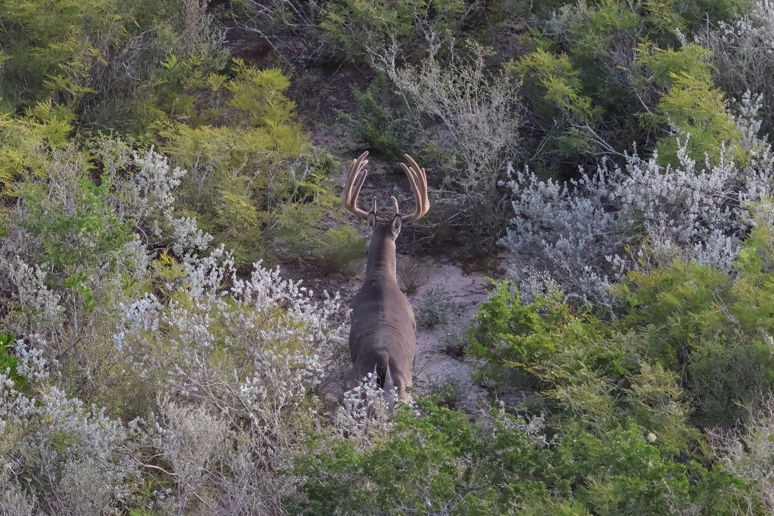 deer_5_2.JPG