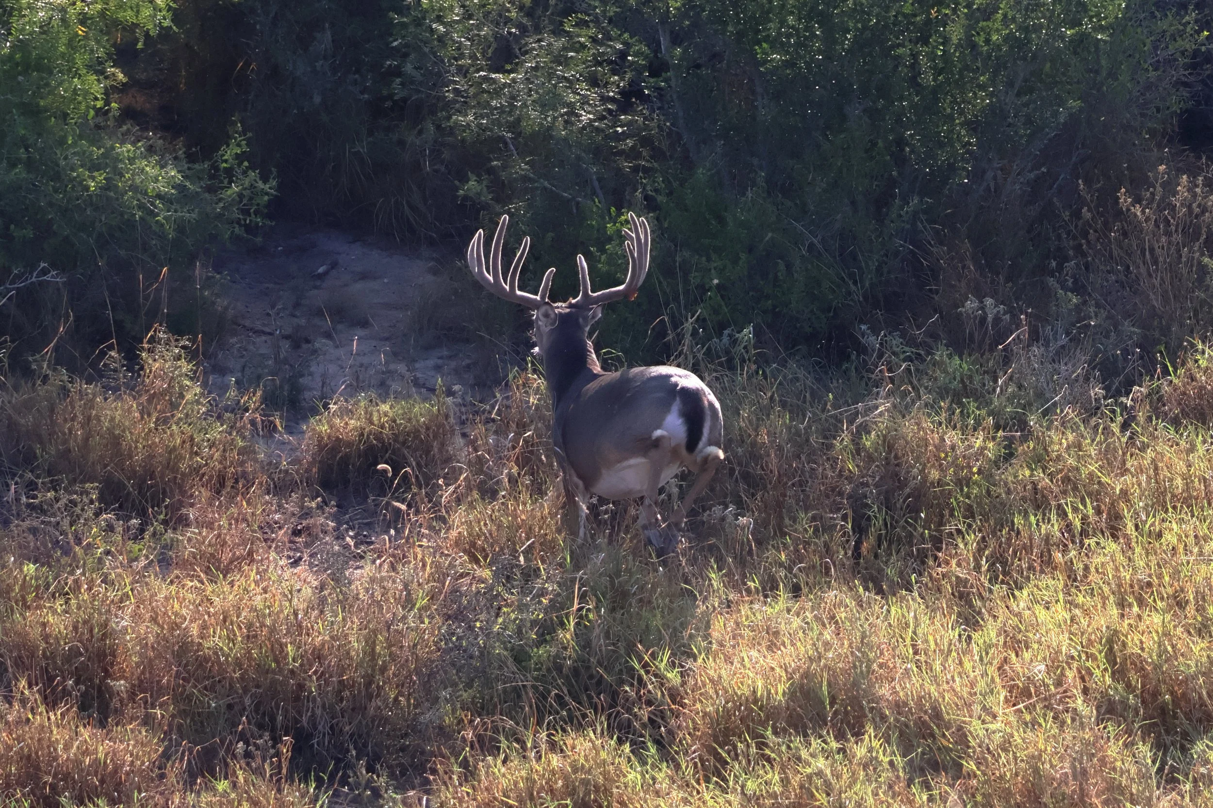 deer_4.JPG