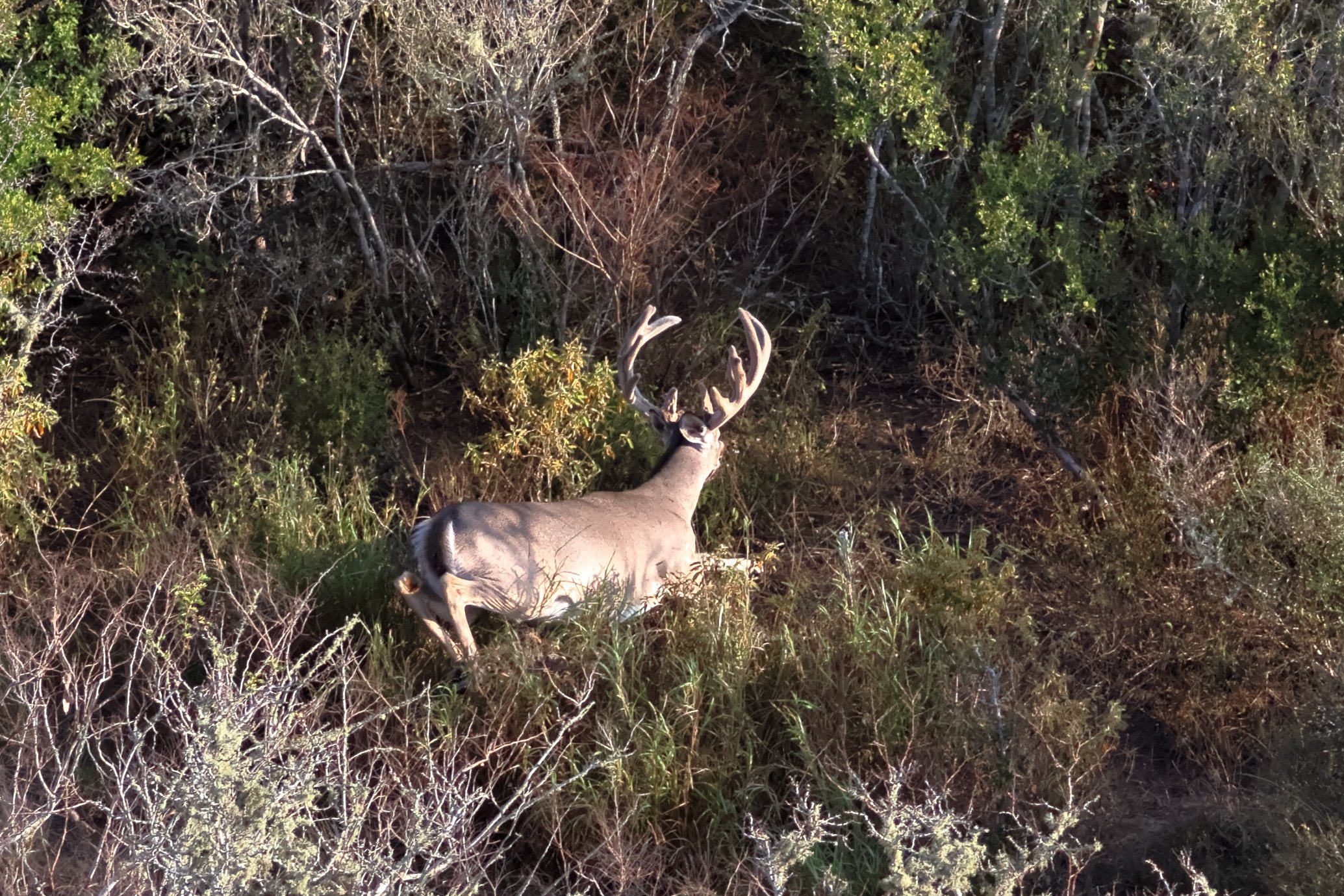 deer_3_2.JPG