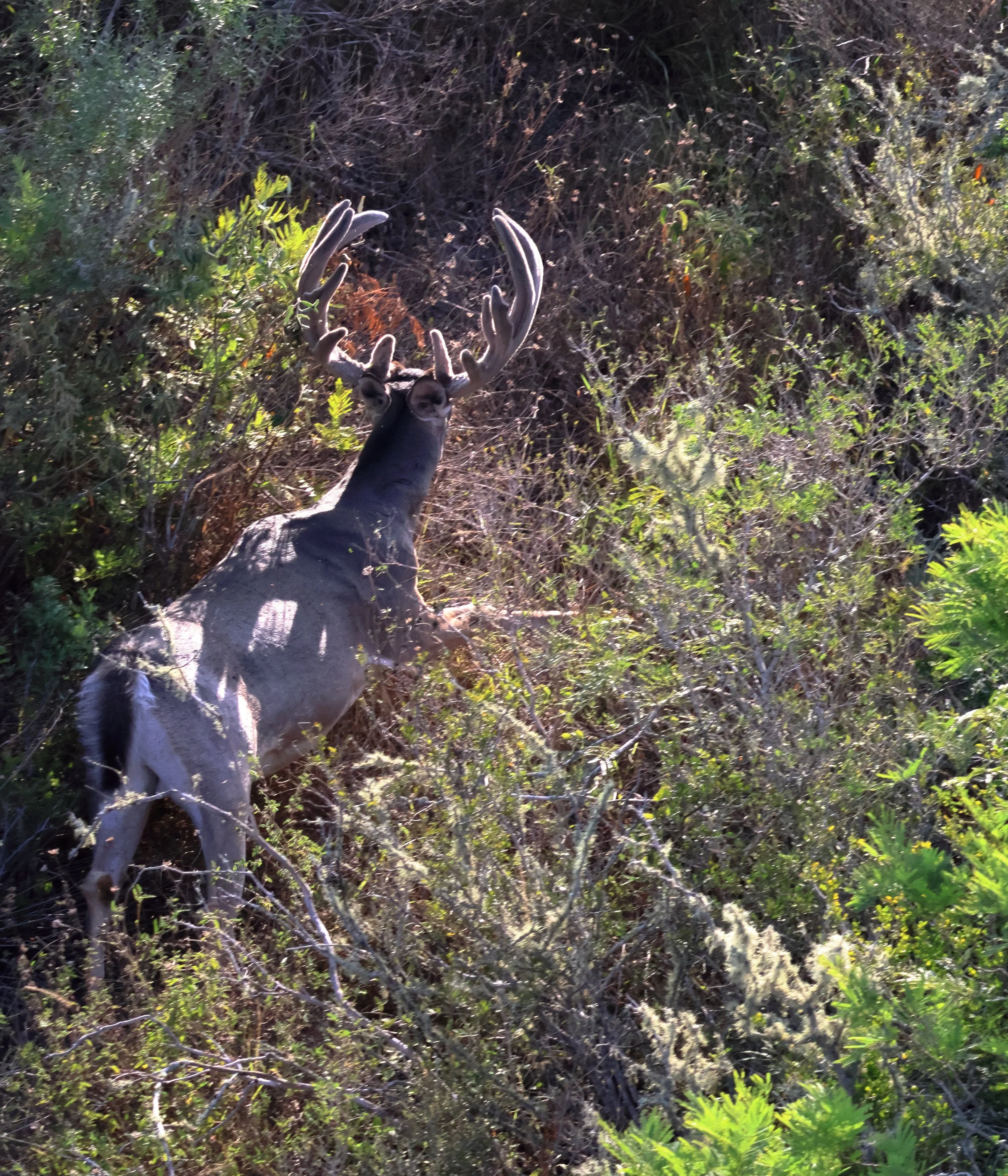 deer_3.JPG