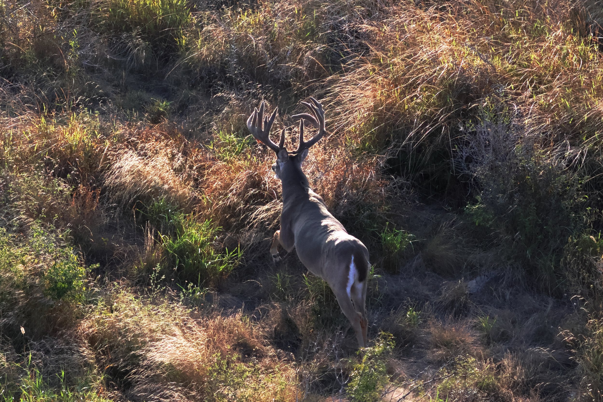 deer_2_3.JPG