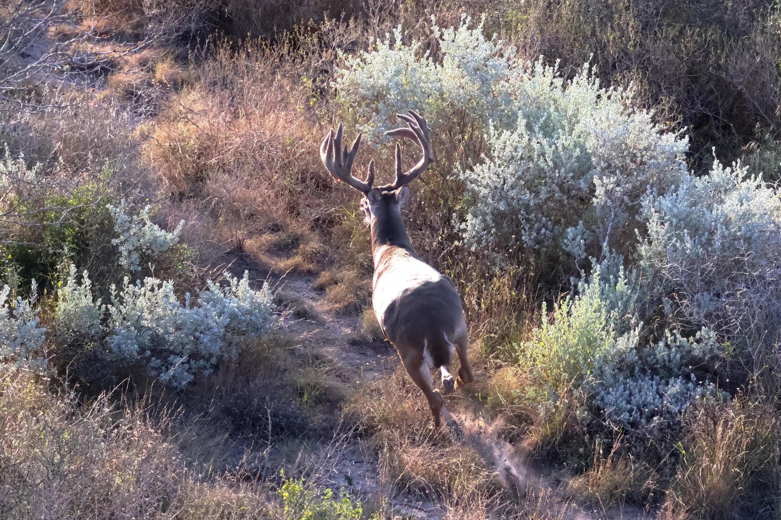 deer_27_3.JPG